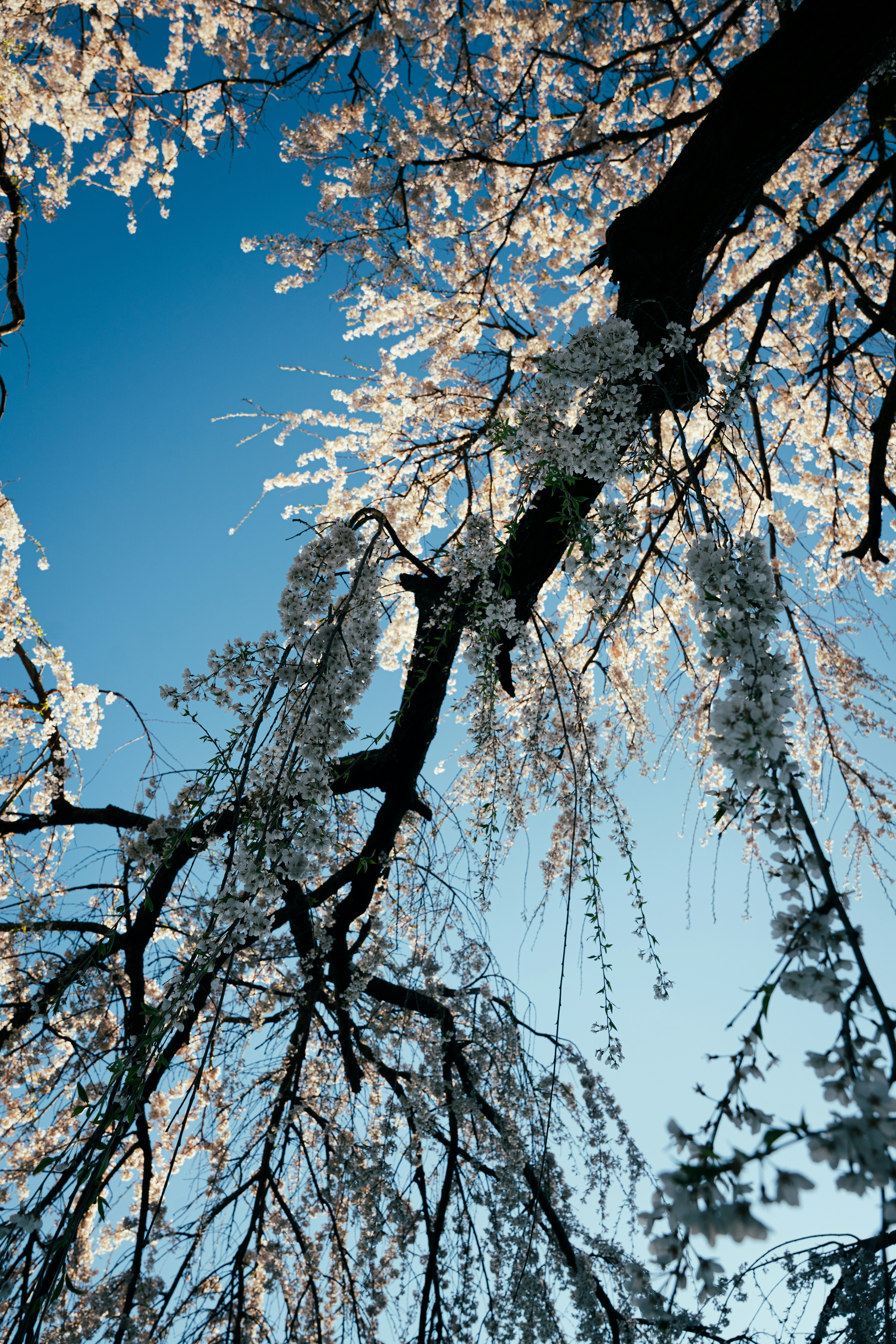 Rami di un ciliegio in fiore contro il cielo azzurro