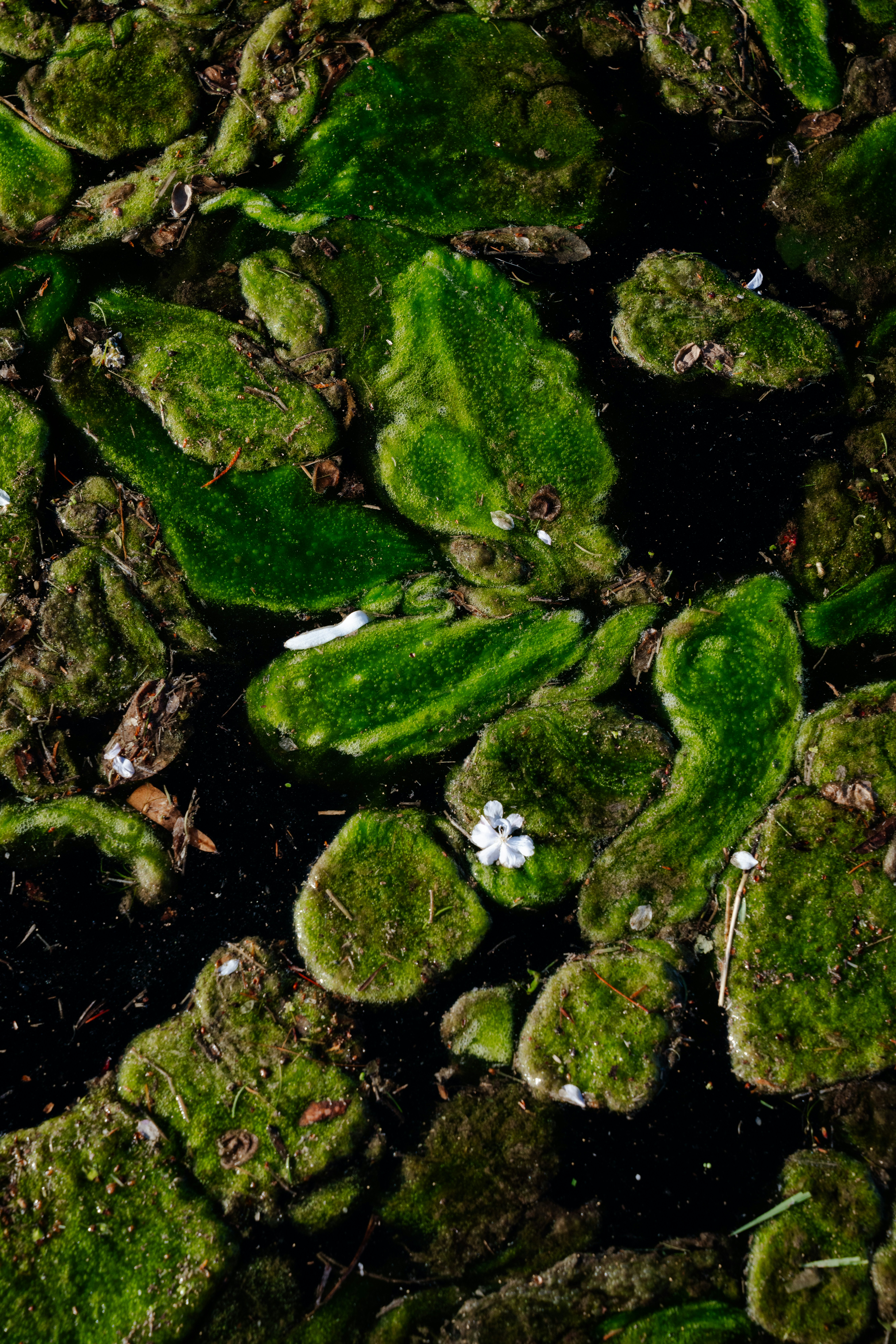 Alghe verdi e piccoli fiori bianchi che galleggiano sull'acqua scura.