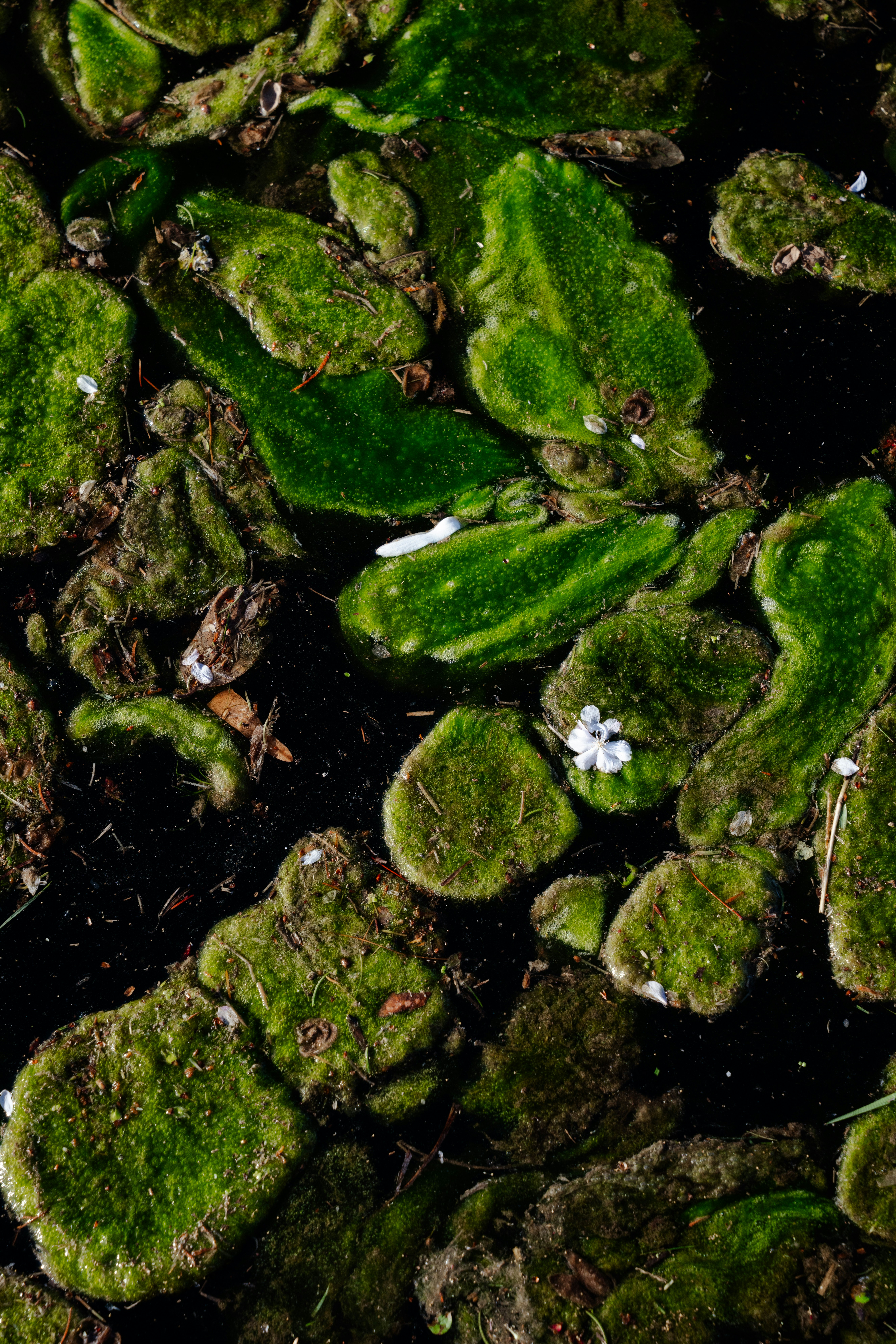 Alghe verdi e detriti organici che galleggiano su acque scure