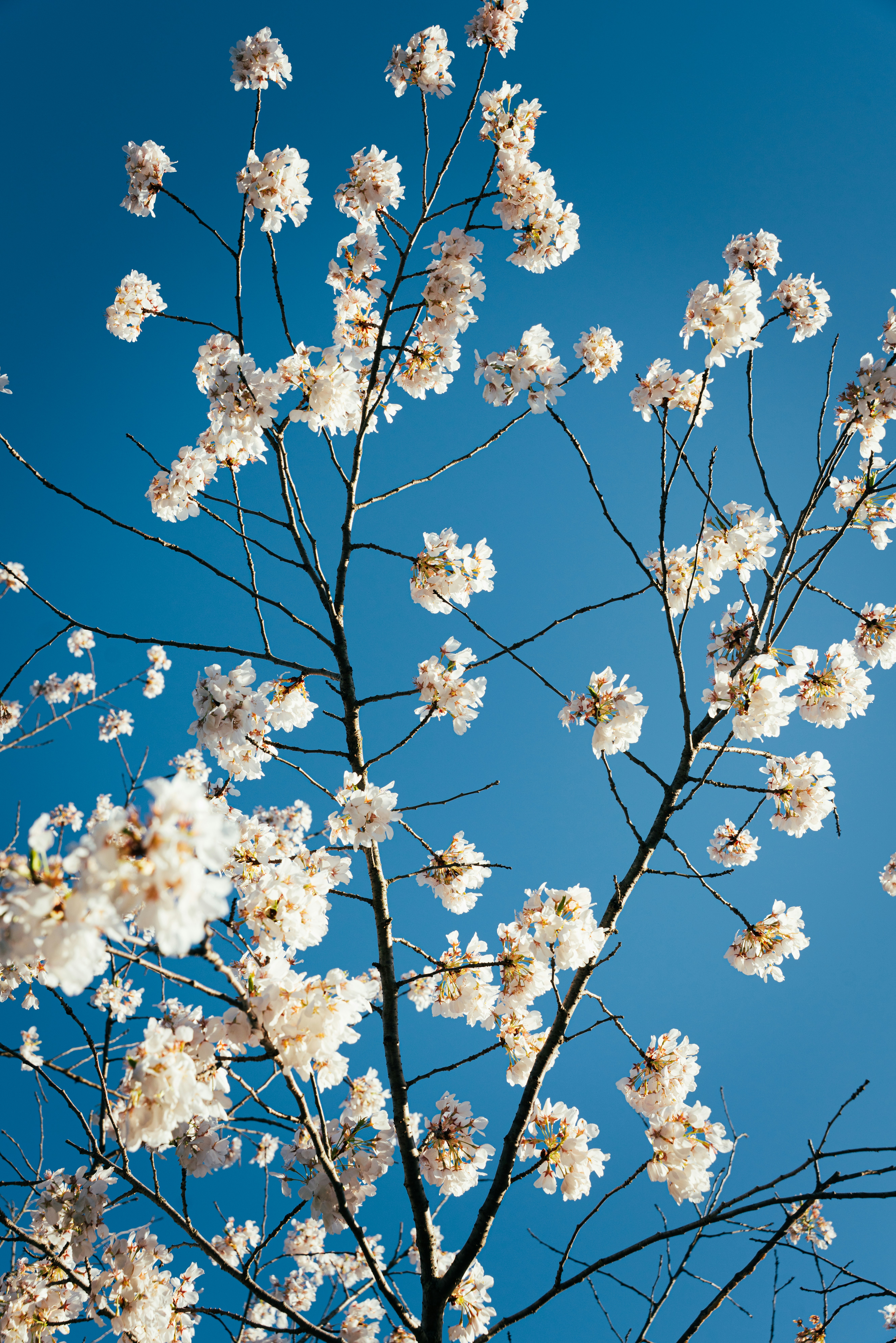 I ciliegio bianchi fioriscono contro un cielo azzurro limpido