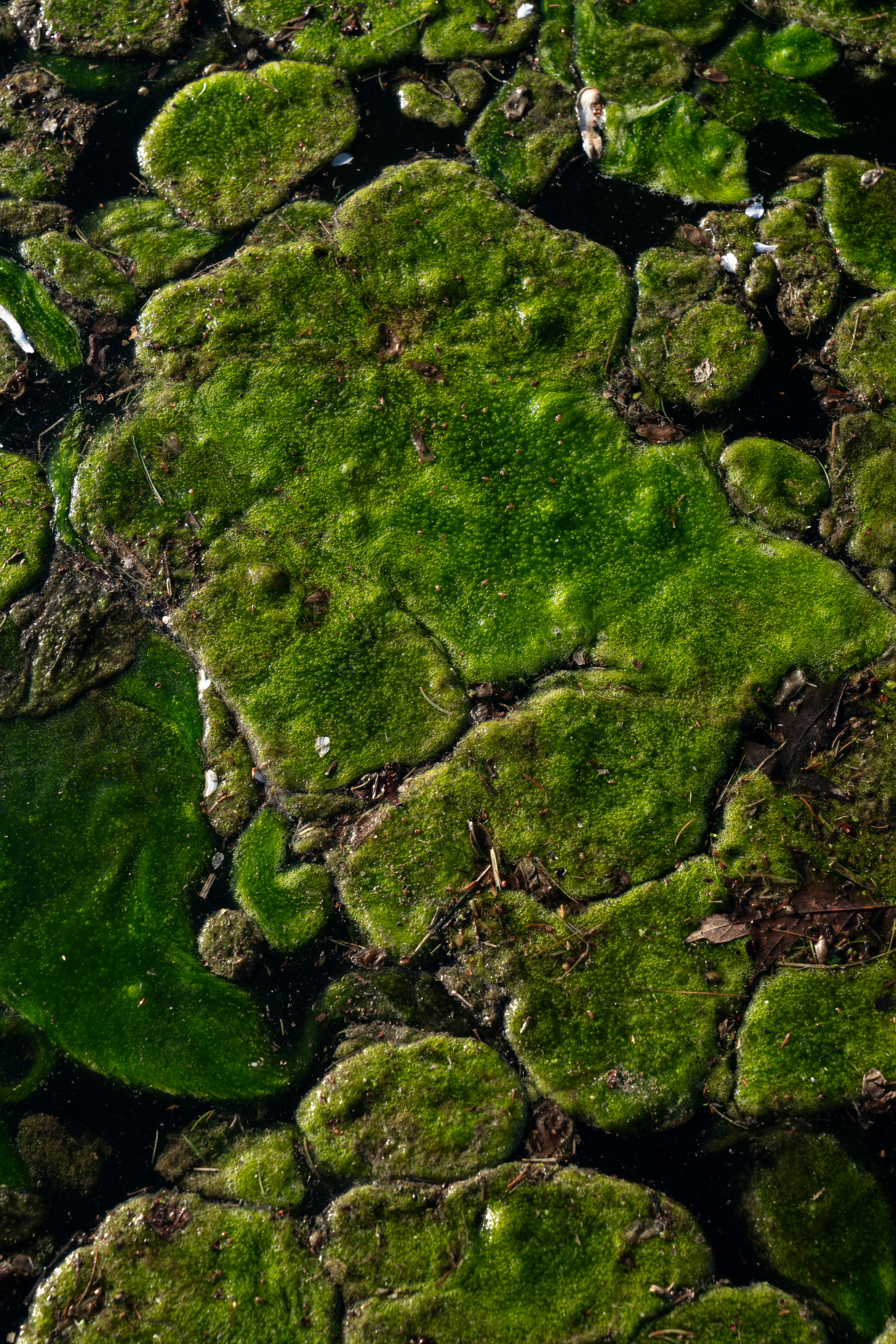 Photo by nellie_adamyan