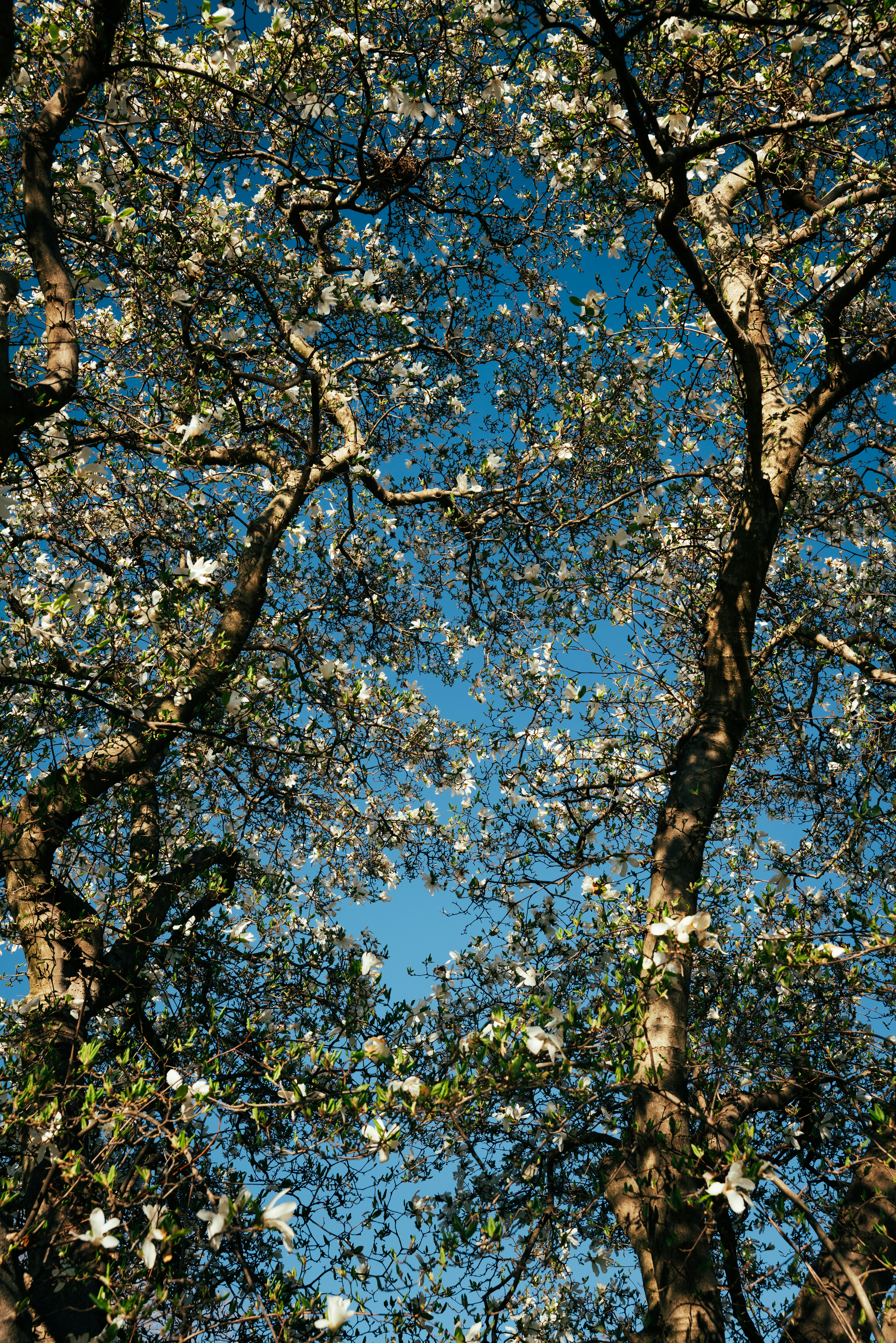 Due alberi con fiori bianchi contro un cielo azzurro
