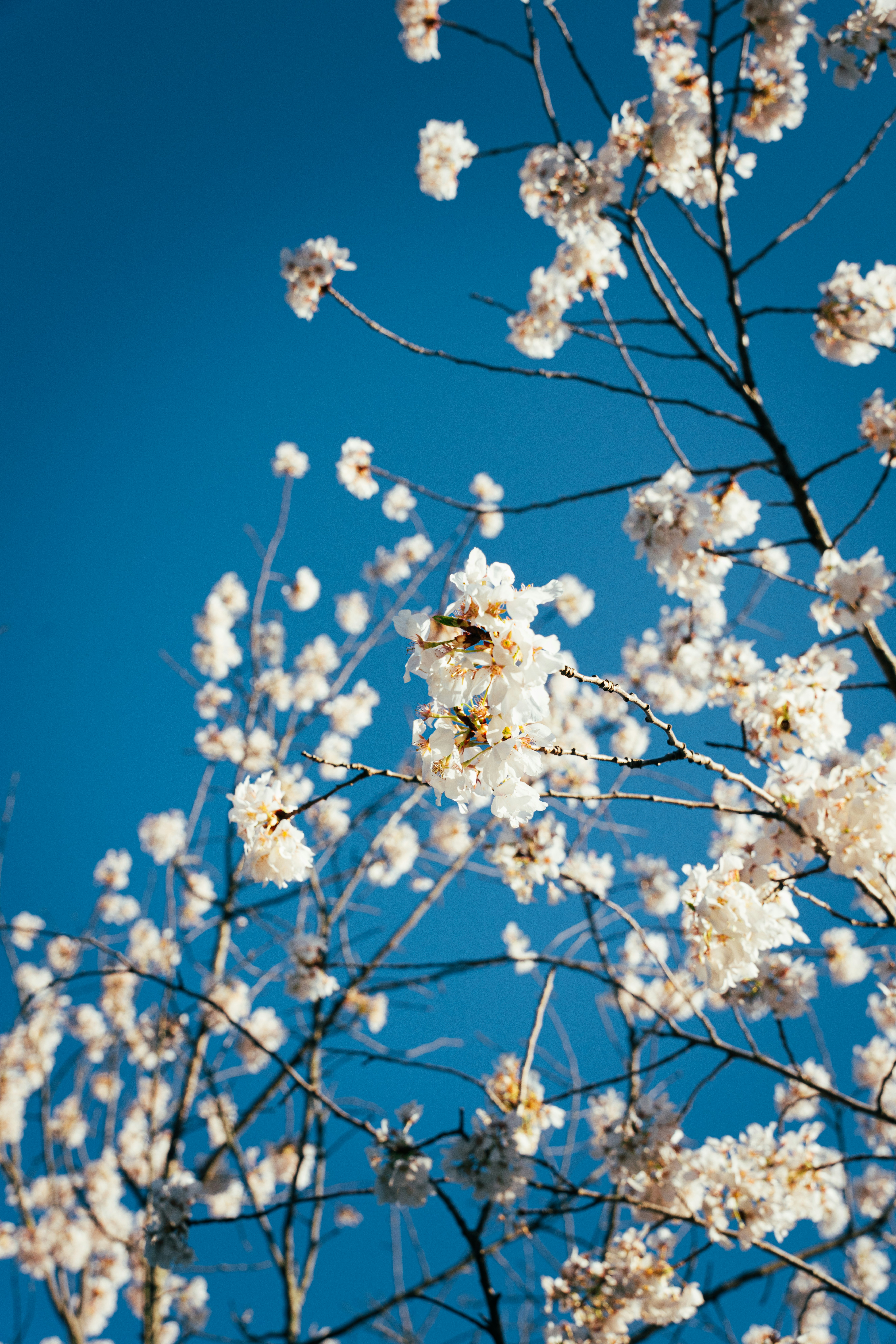 I ciliegi bianchi fioriscono contro un cielo azzurro limpido.