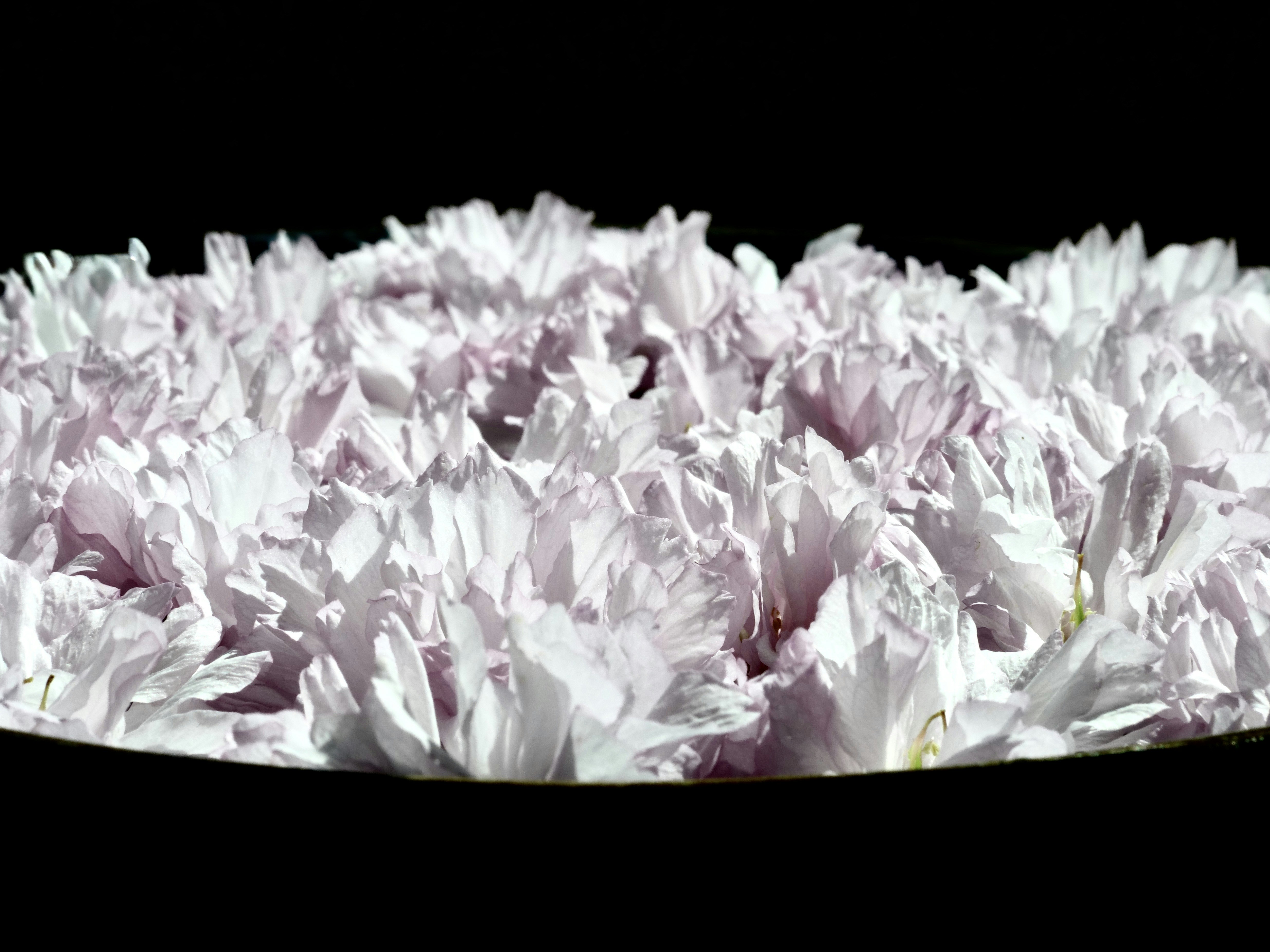 黒い背景に淡いピンク色の菊のクローズアップ