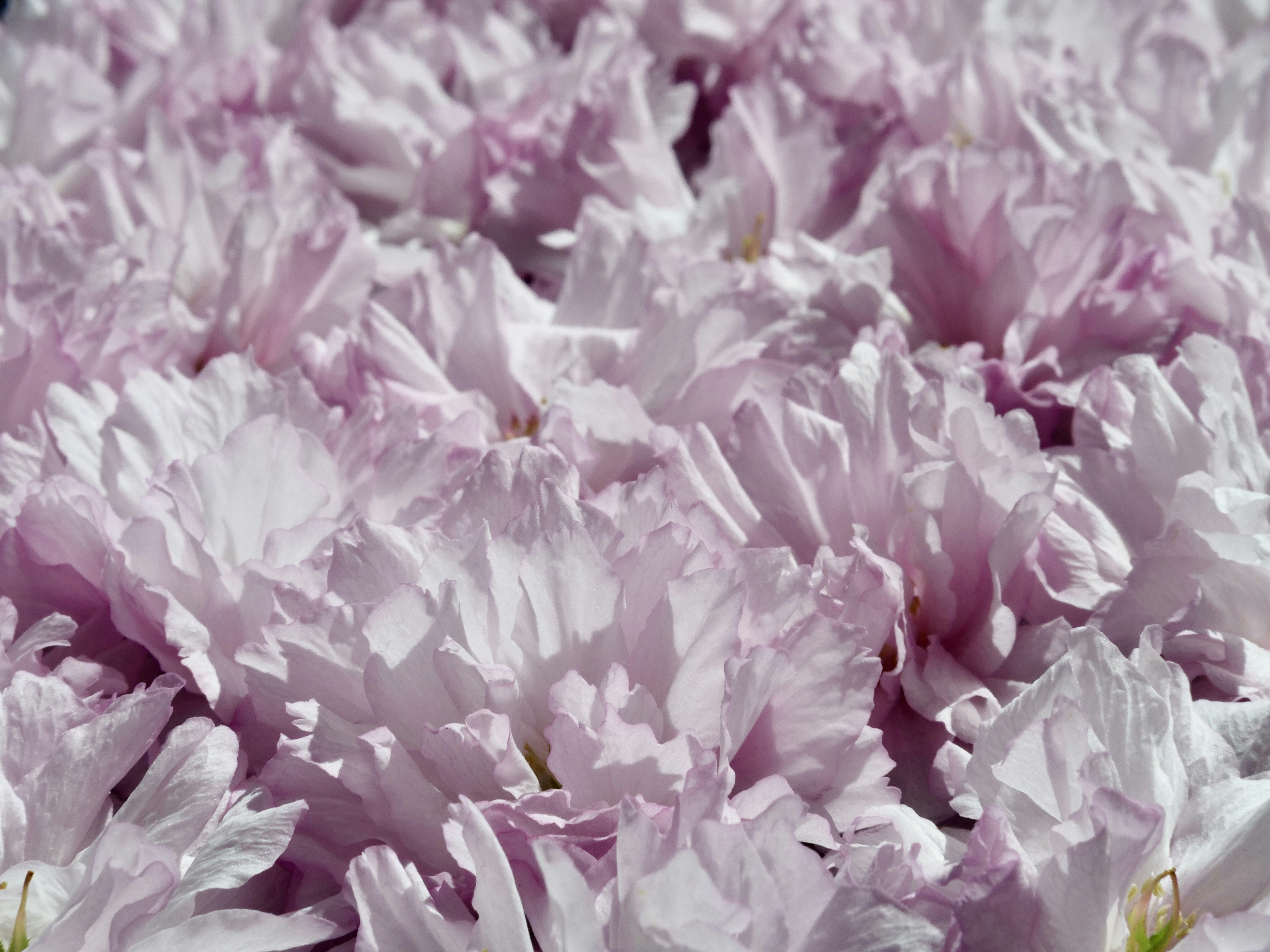 繊細なピンクの桜のクローズアップ