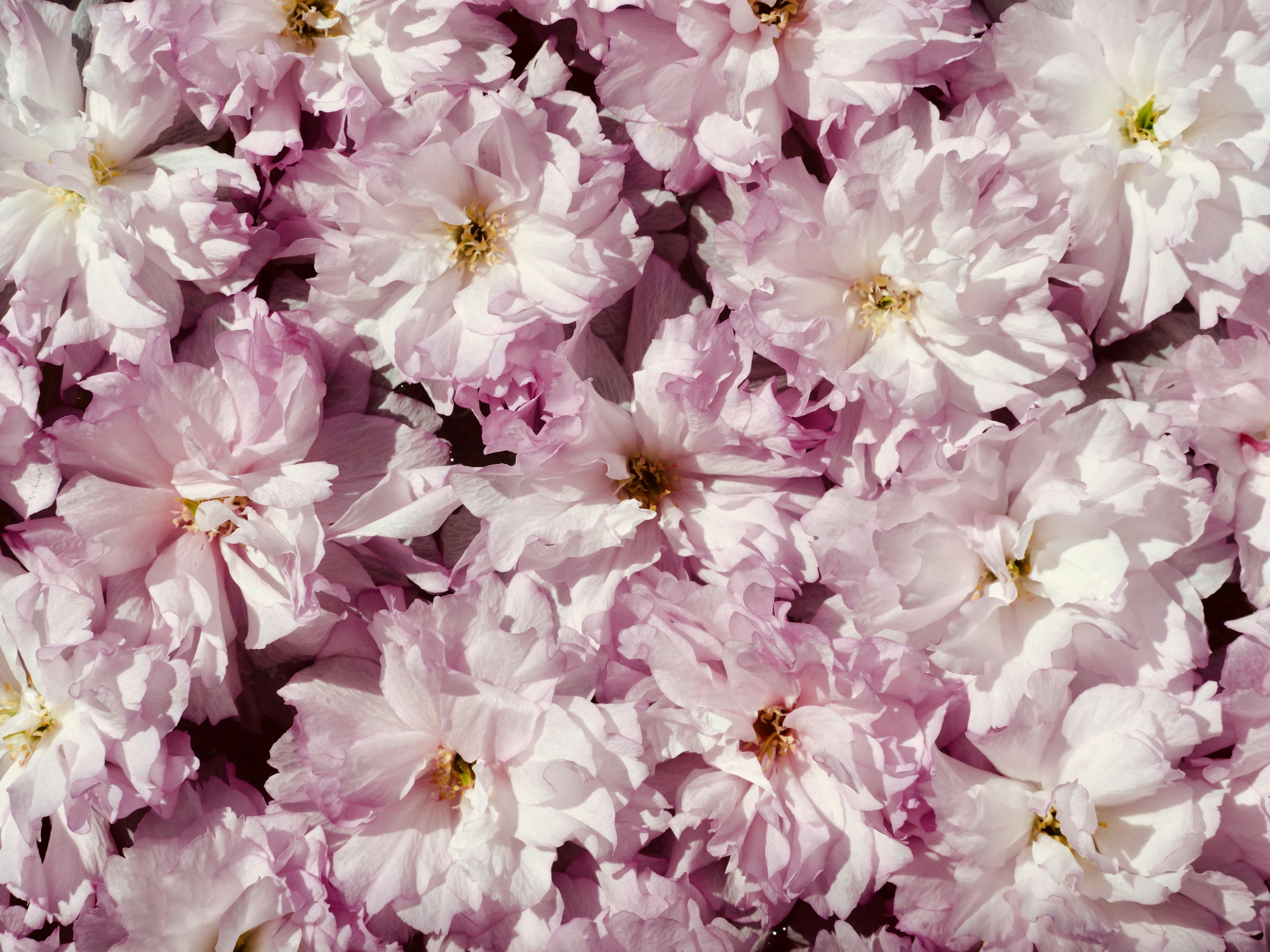 繊細なピンクの桜のクローズアップ