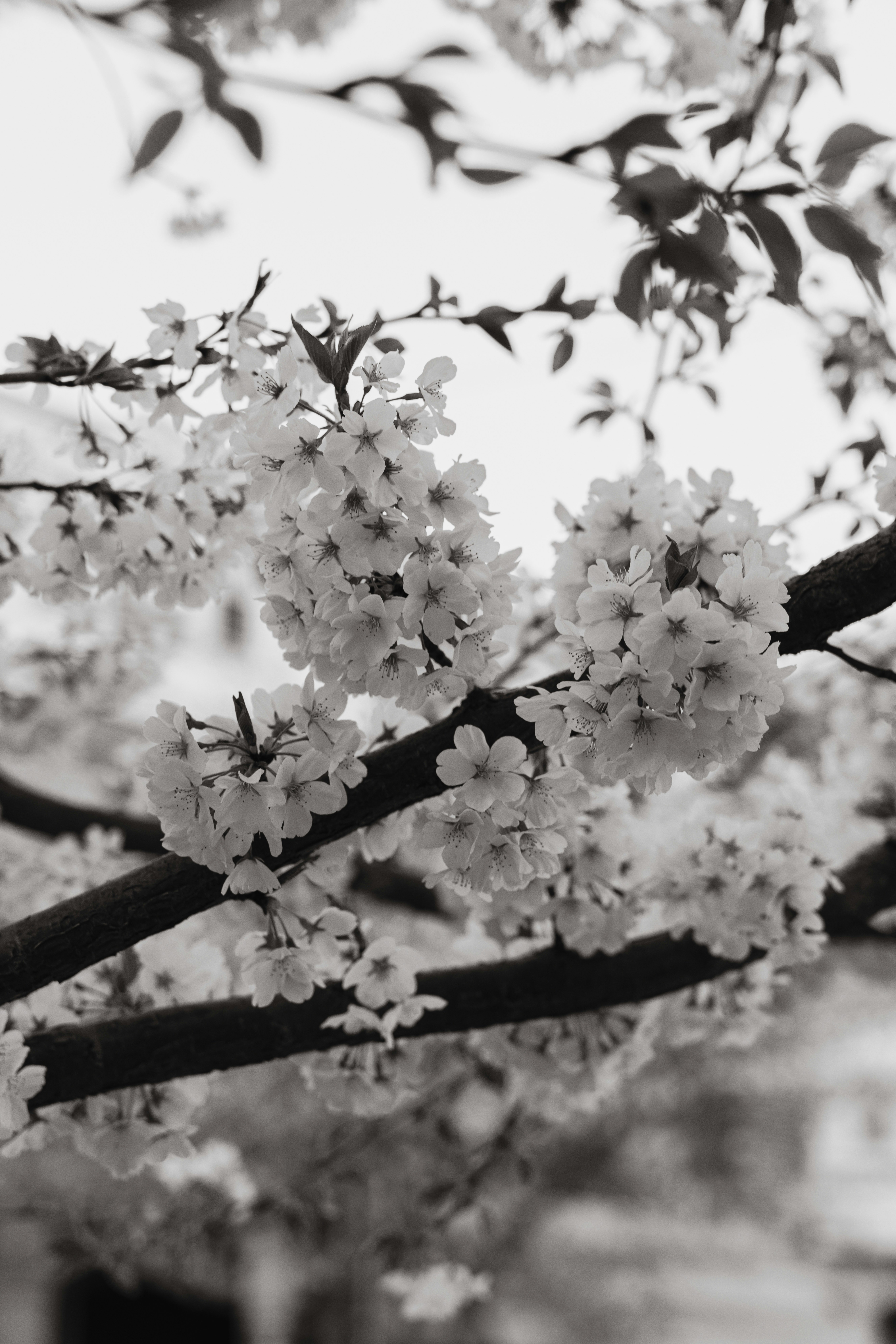Primo piano dei fiori di ciliegio su un ramo d'albero