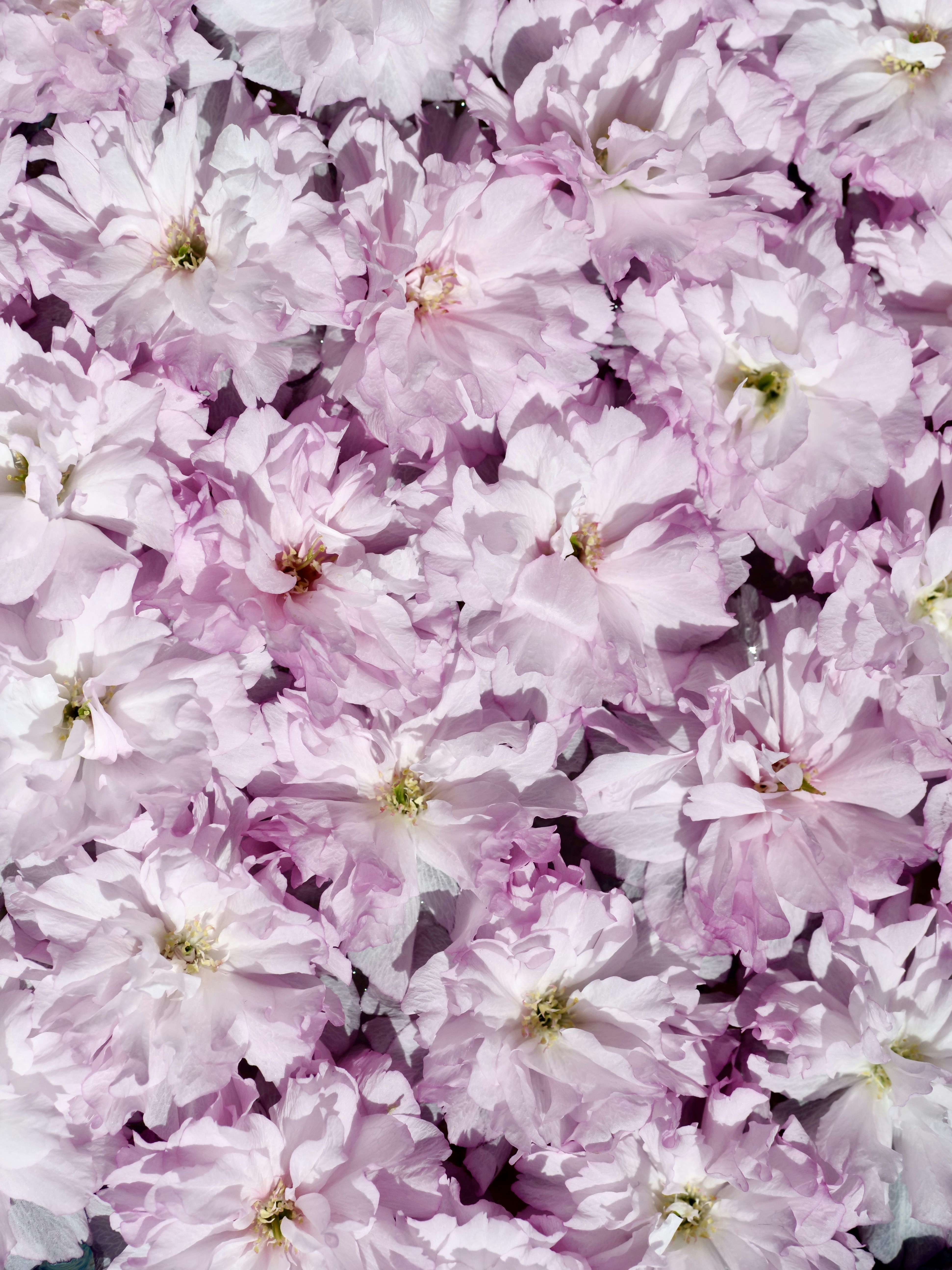 繊細なピンクの桜が満身に咲いた