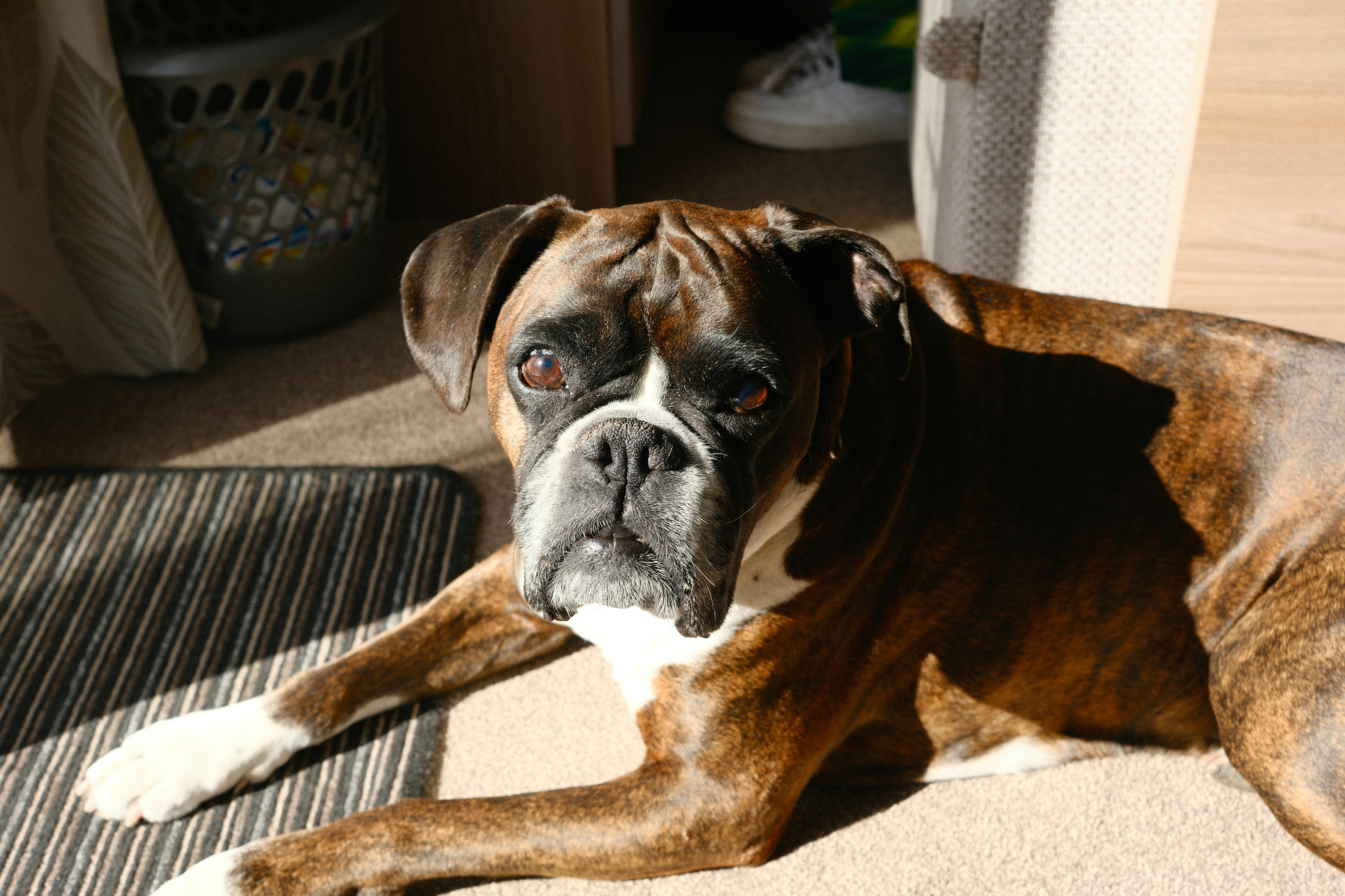 A boxer dog lies on a carpeted floor.