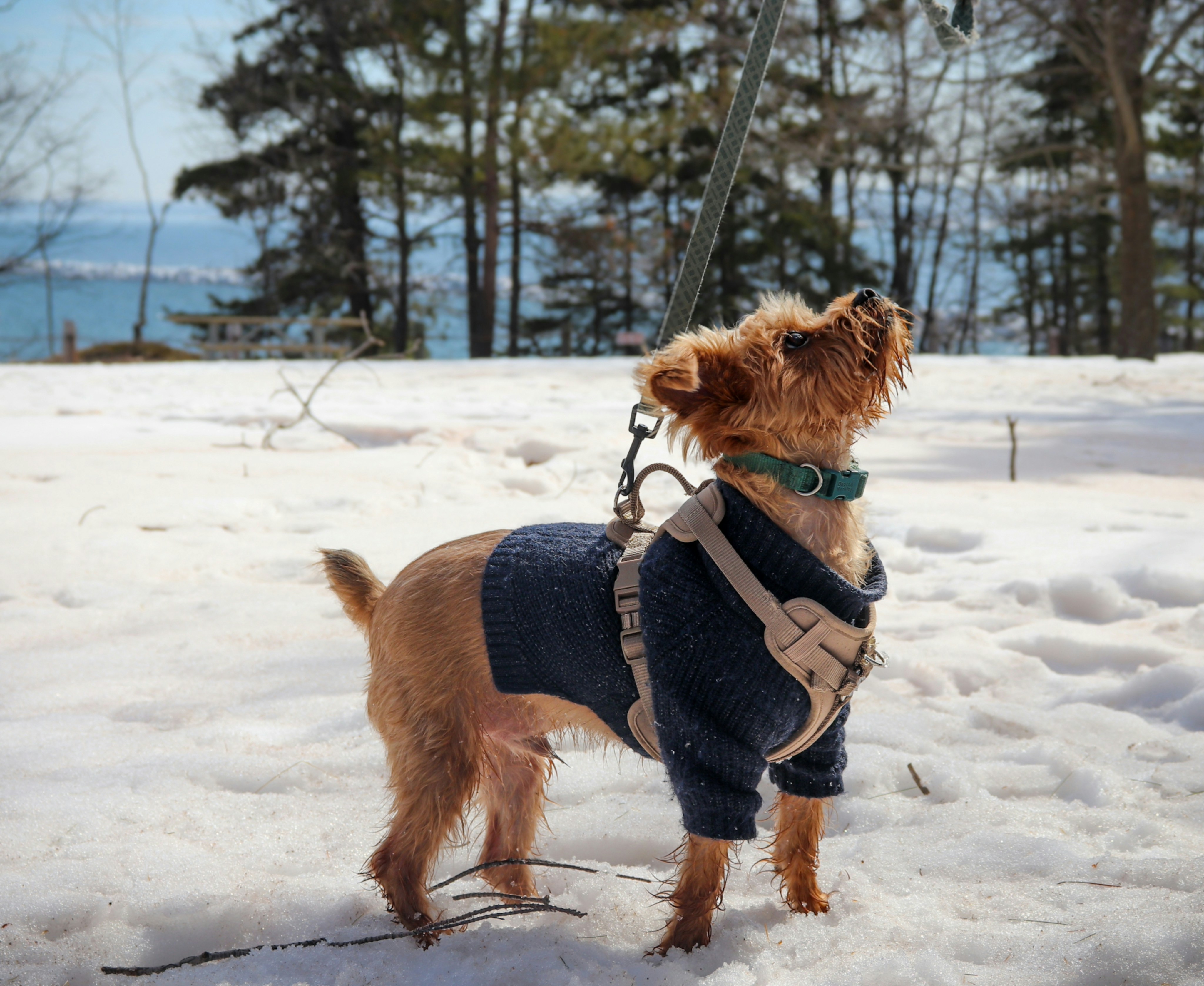 A small dog wearing a sweater in the snow
