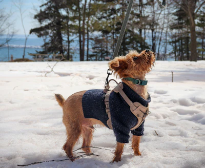 A small dog wearing a sweater in the snow