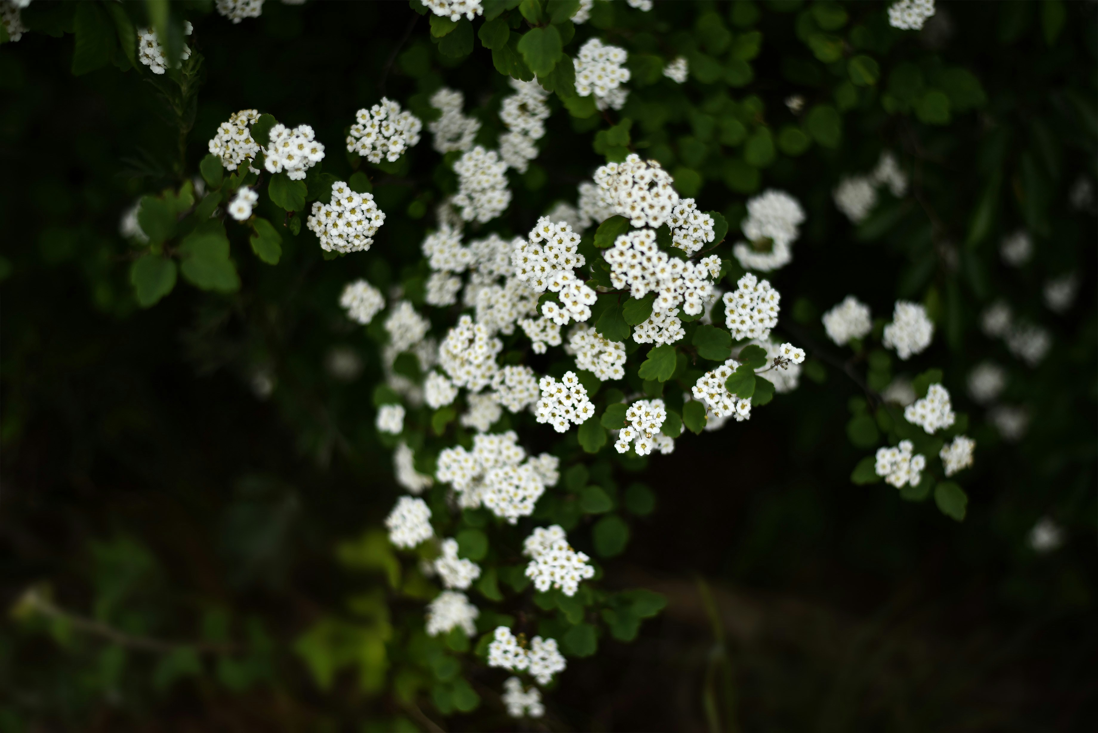 Photo by lachlanwang