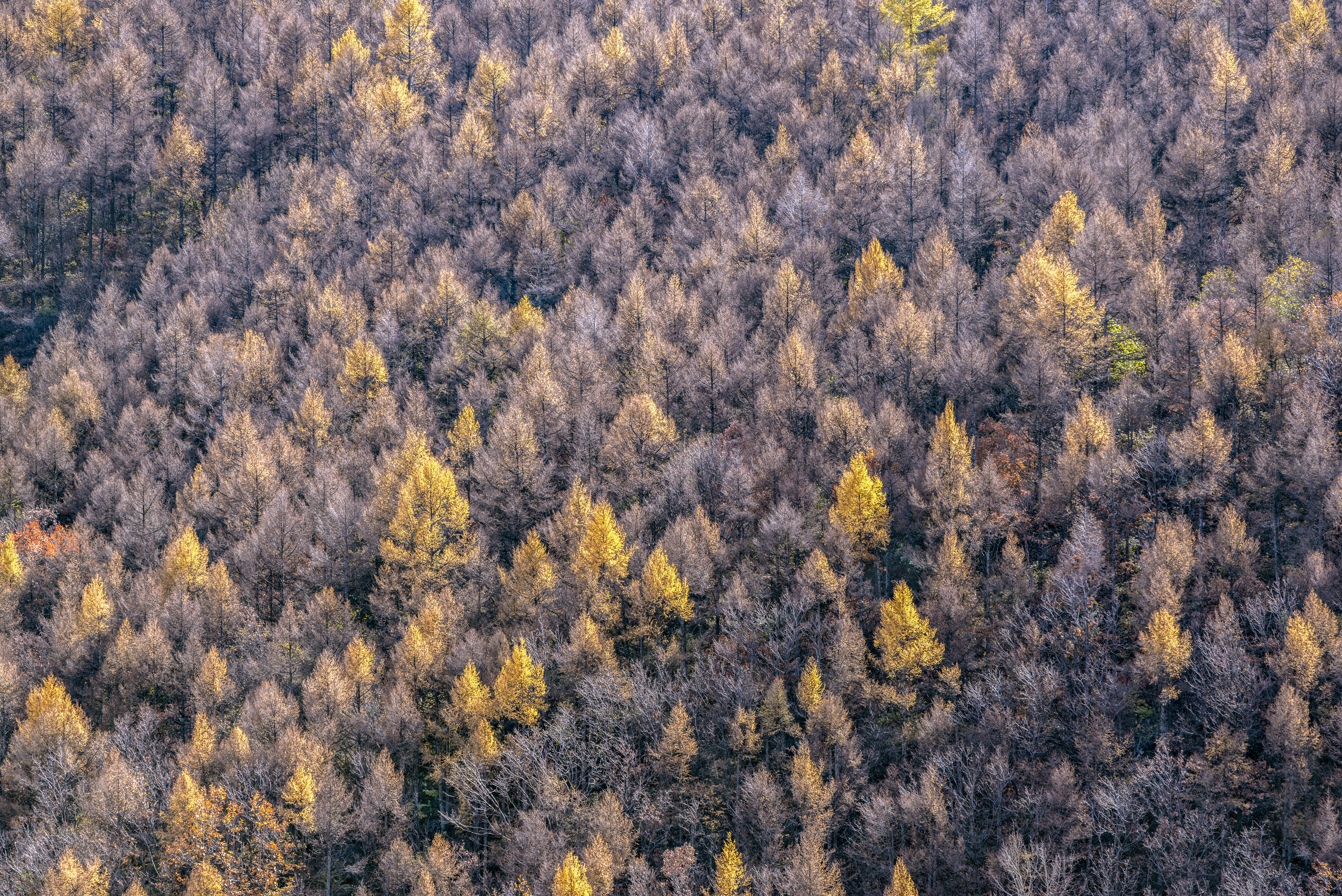 Photo by lachlanwang