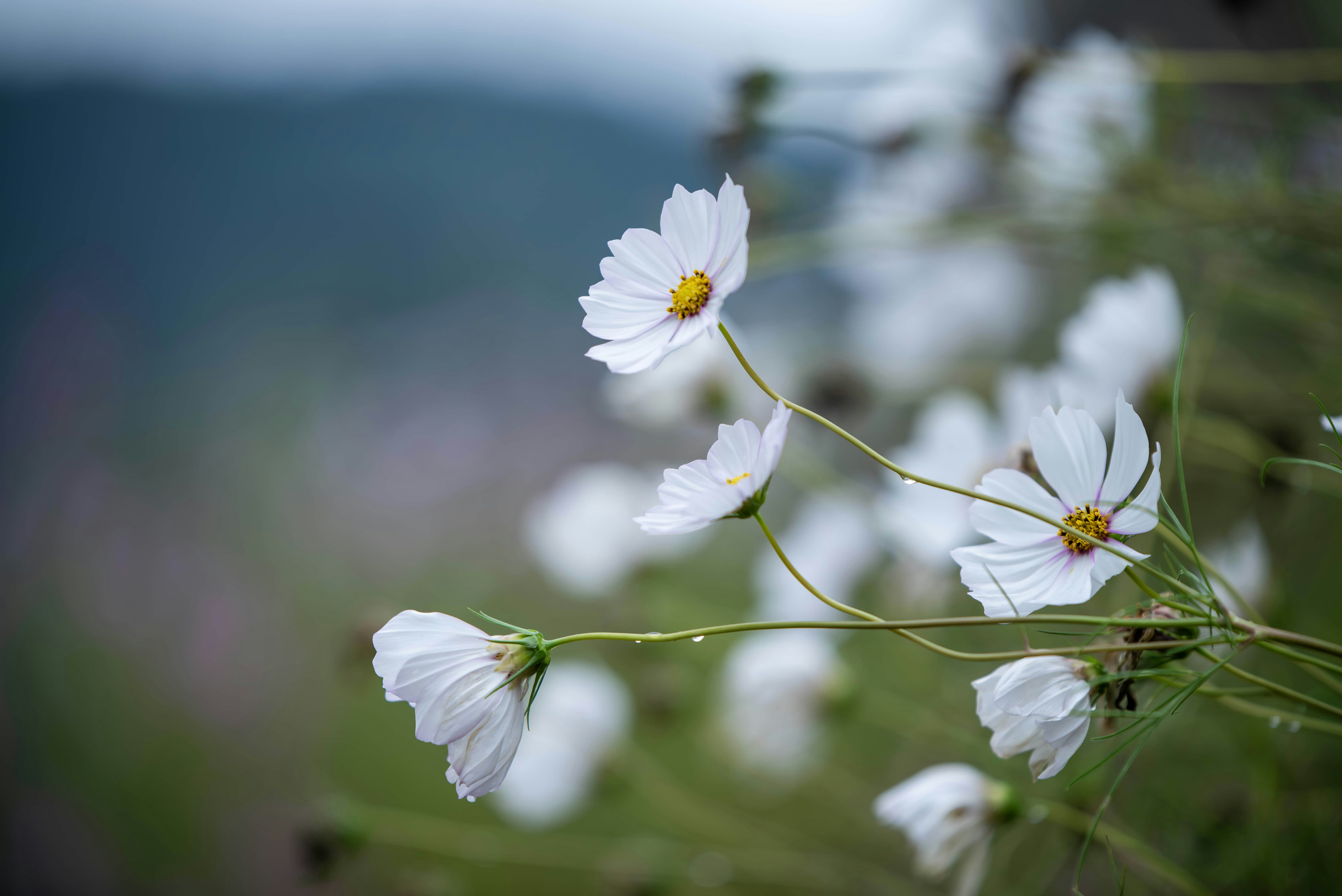 Photo by lachlanwang