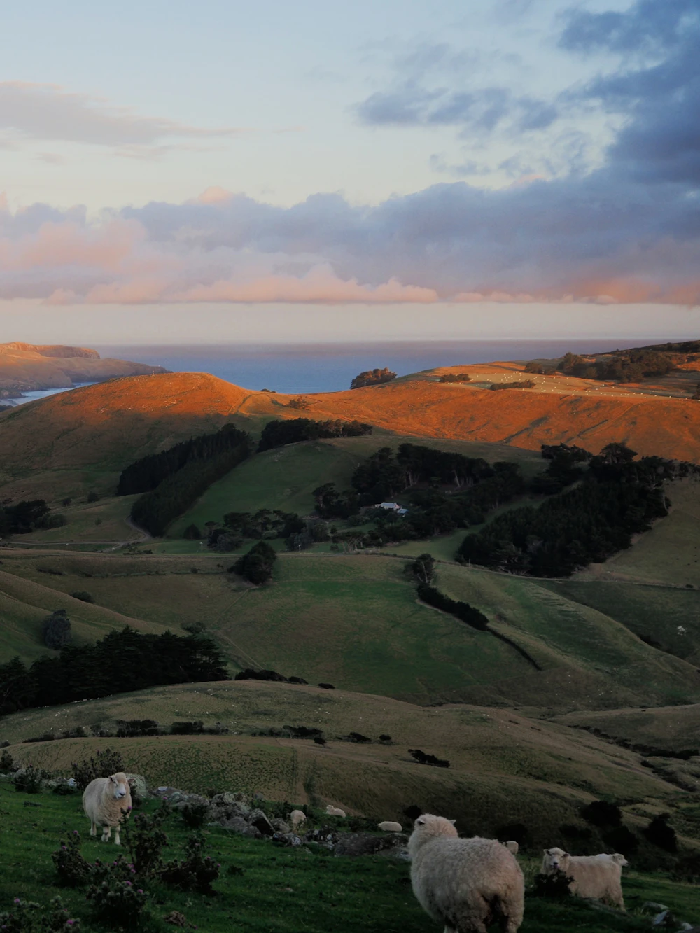Rolling South Island farmland and sheep near the New Zealand coast