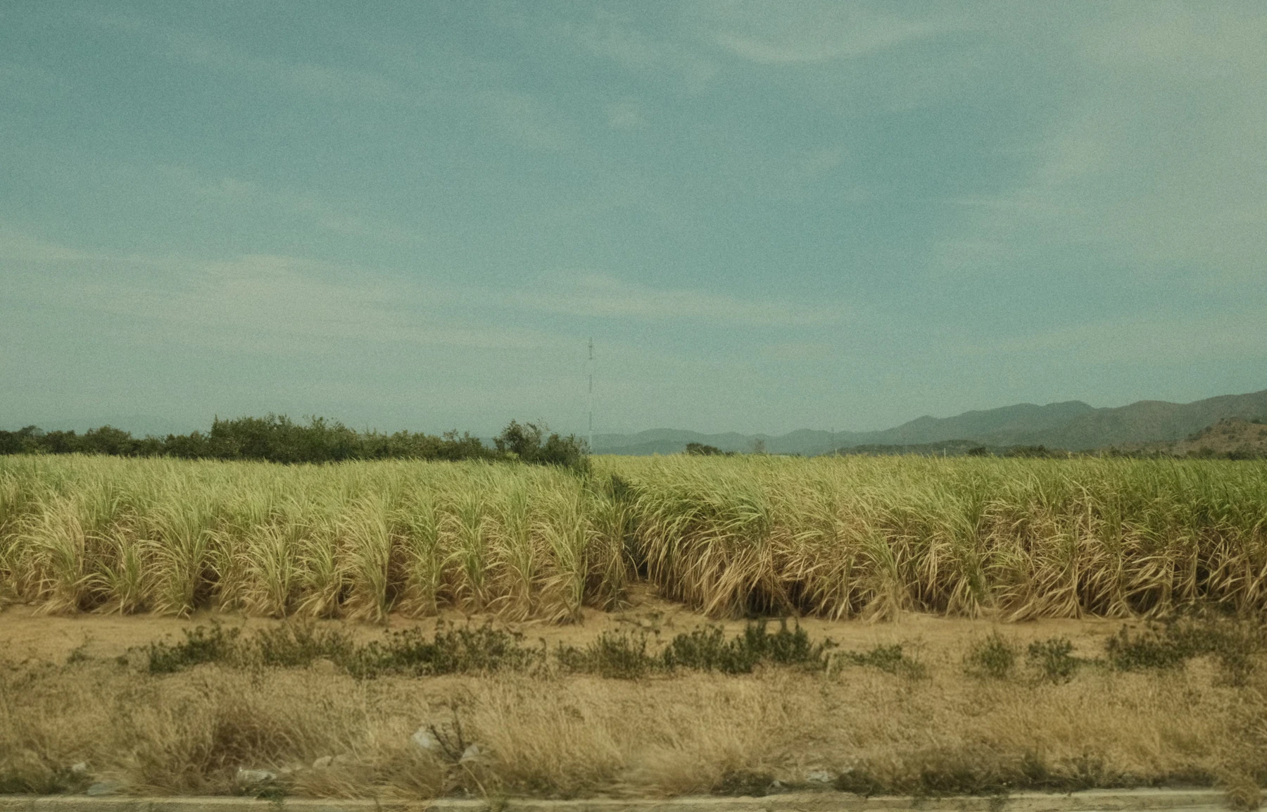 Sugarcane field — press-mud feedstock context.