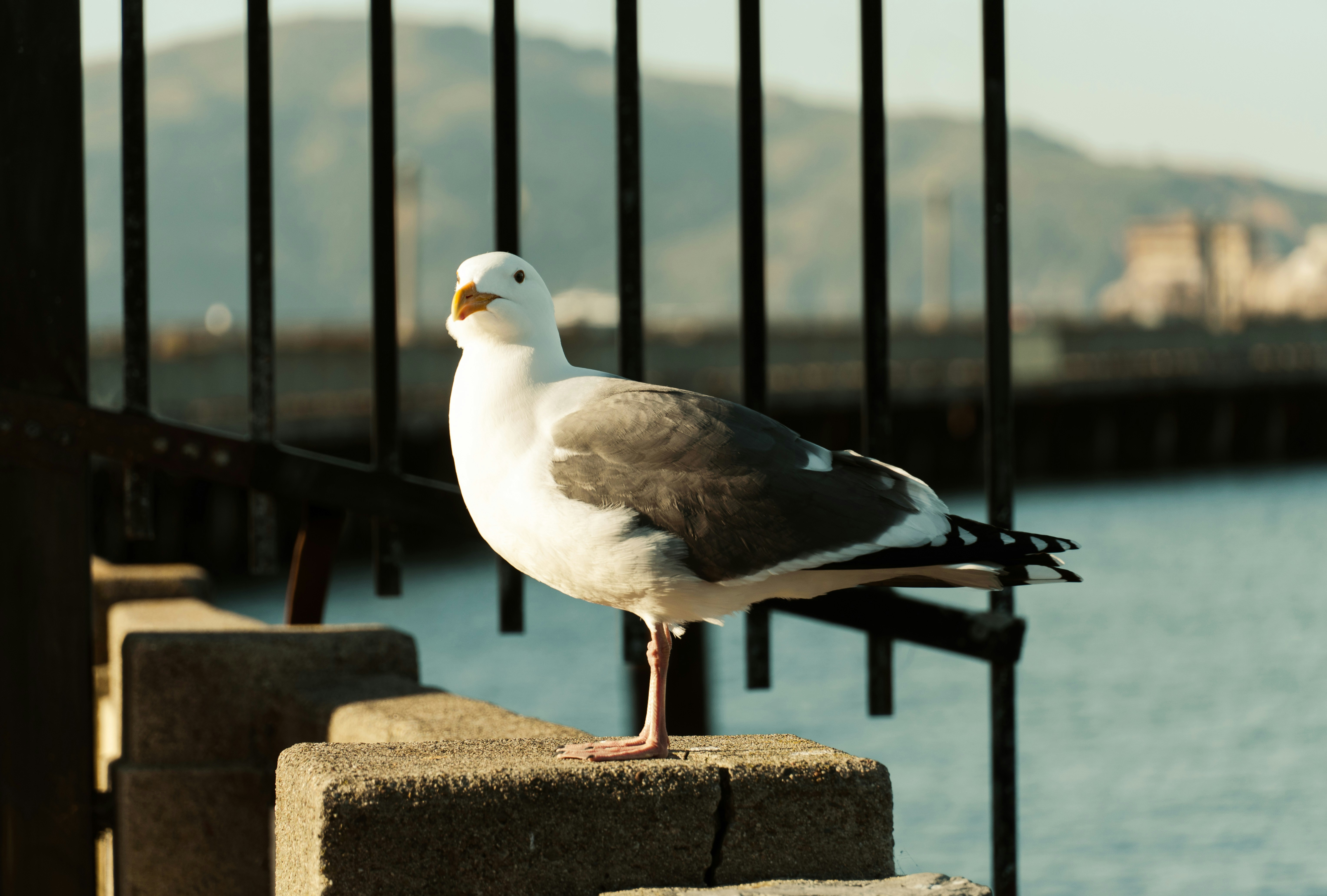 Photo by nishatsamadzai2001