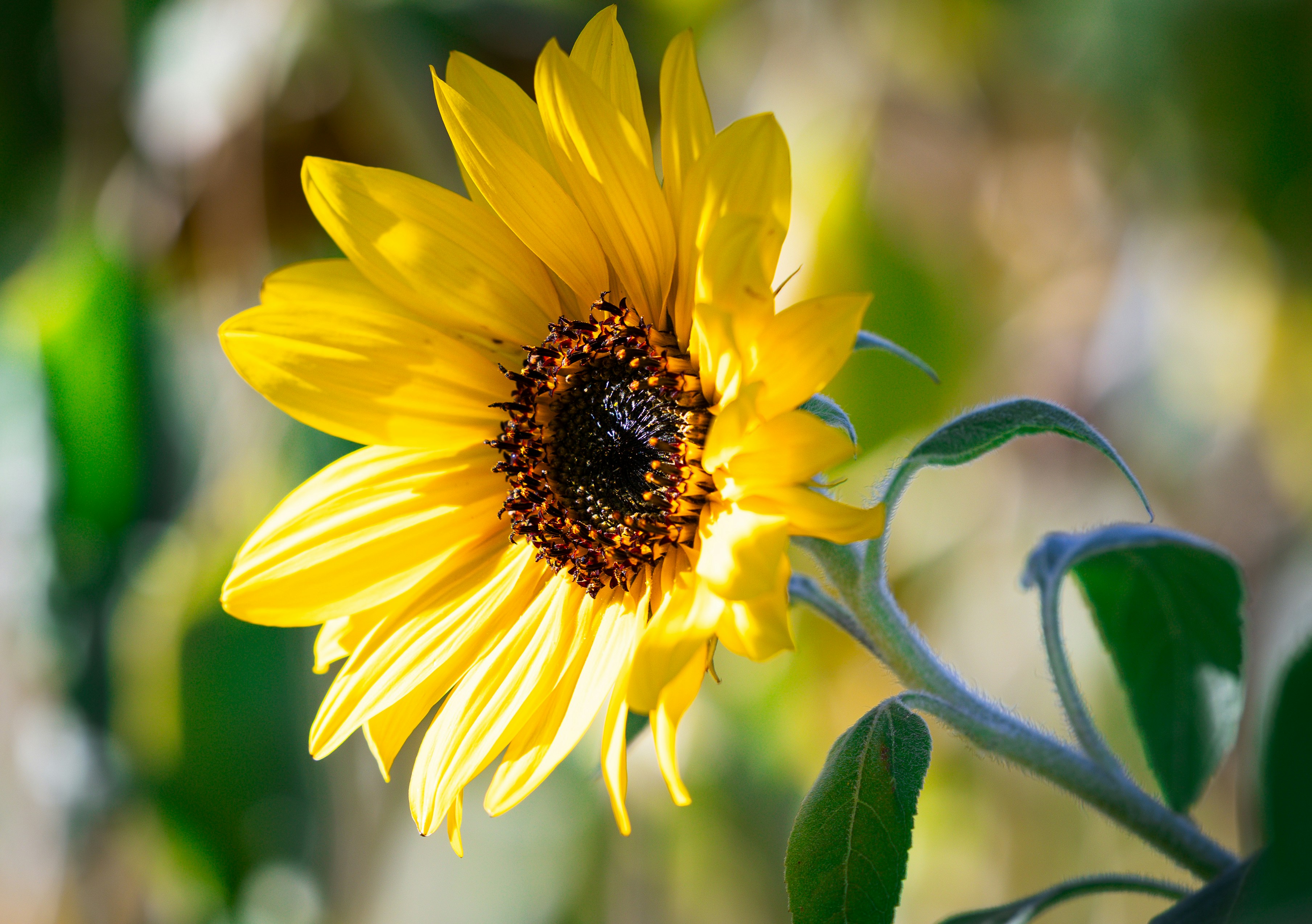 Photo by blackdiremedia