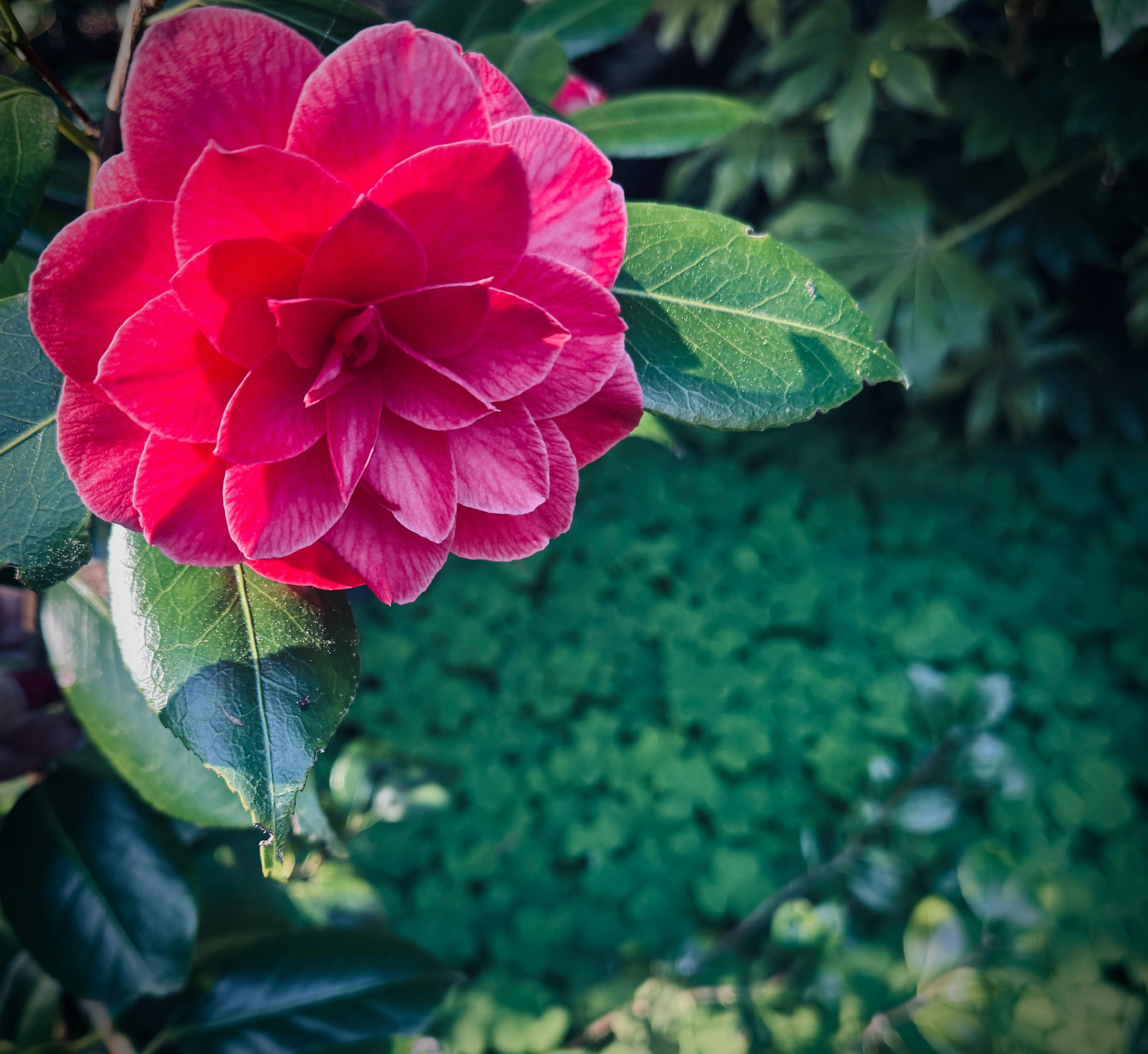 Eine leuchtend rosa Kamelienblume blüht inmitten des grünen Laubs.