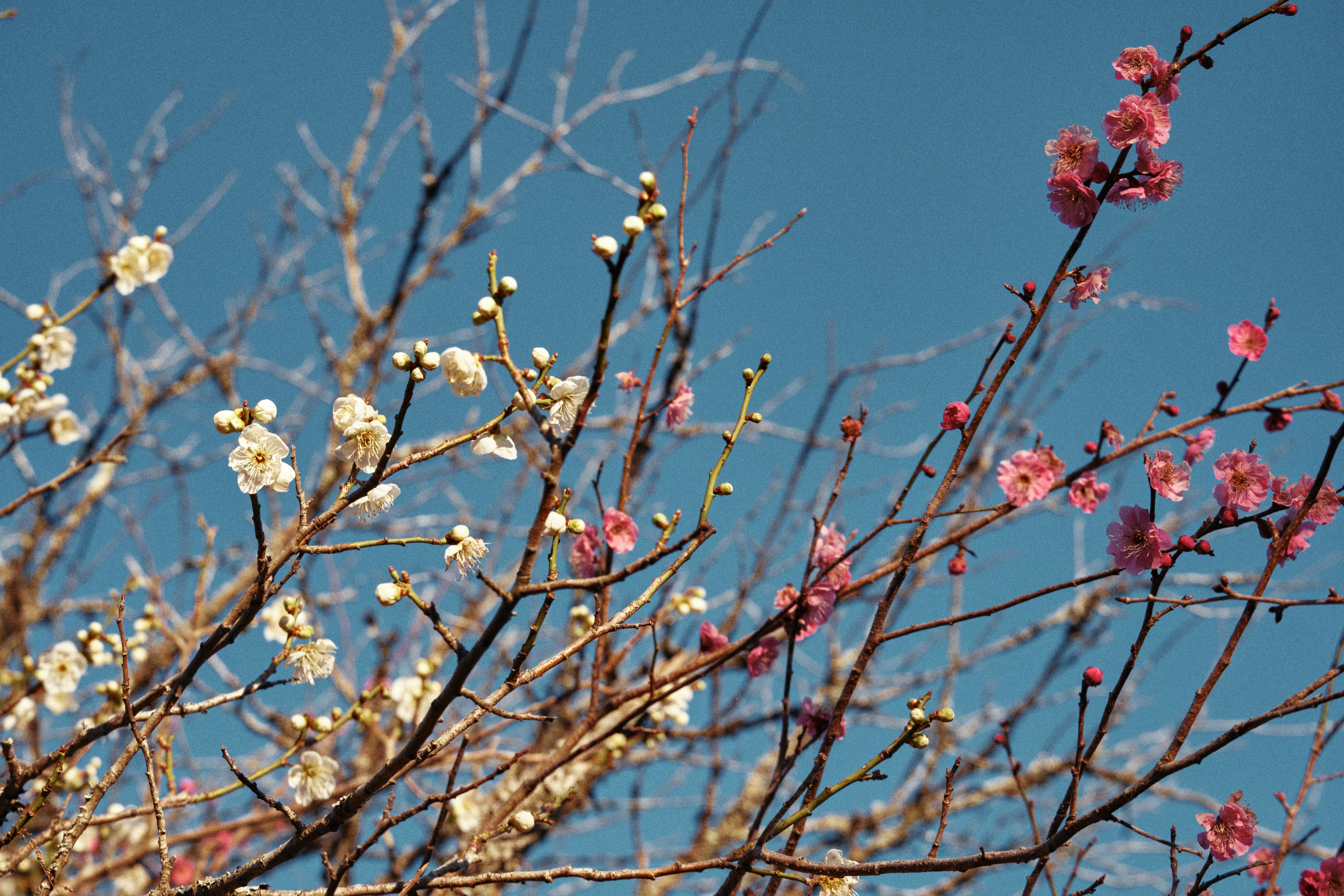 Pink and white plum blossoms on branches against blue sky