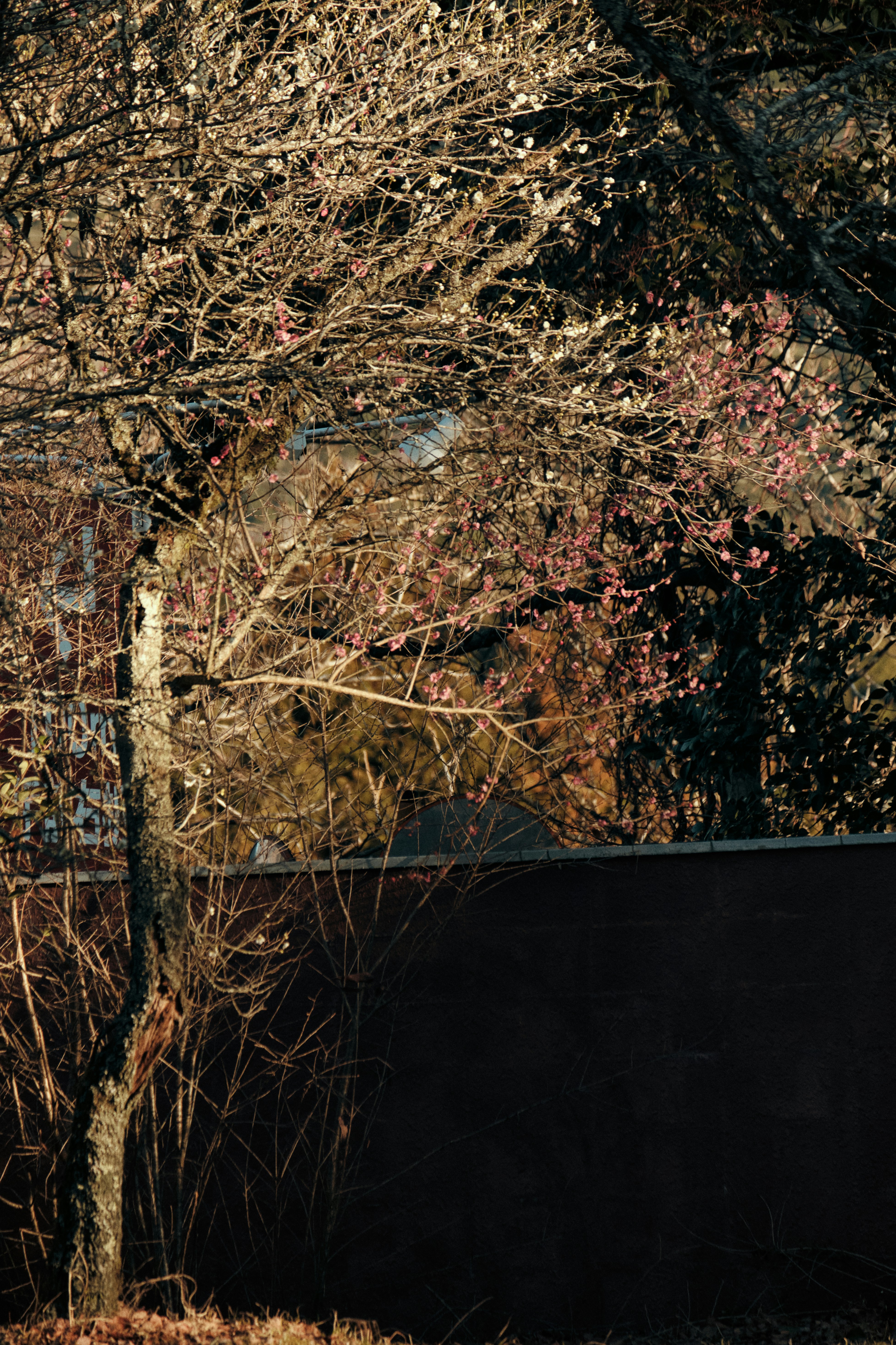 Bare tree branches with a few small pink blossoms.