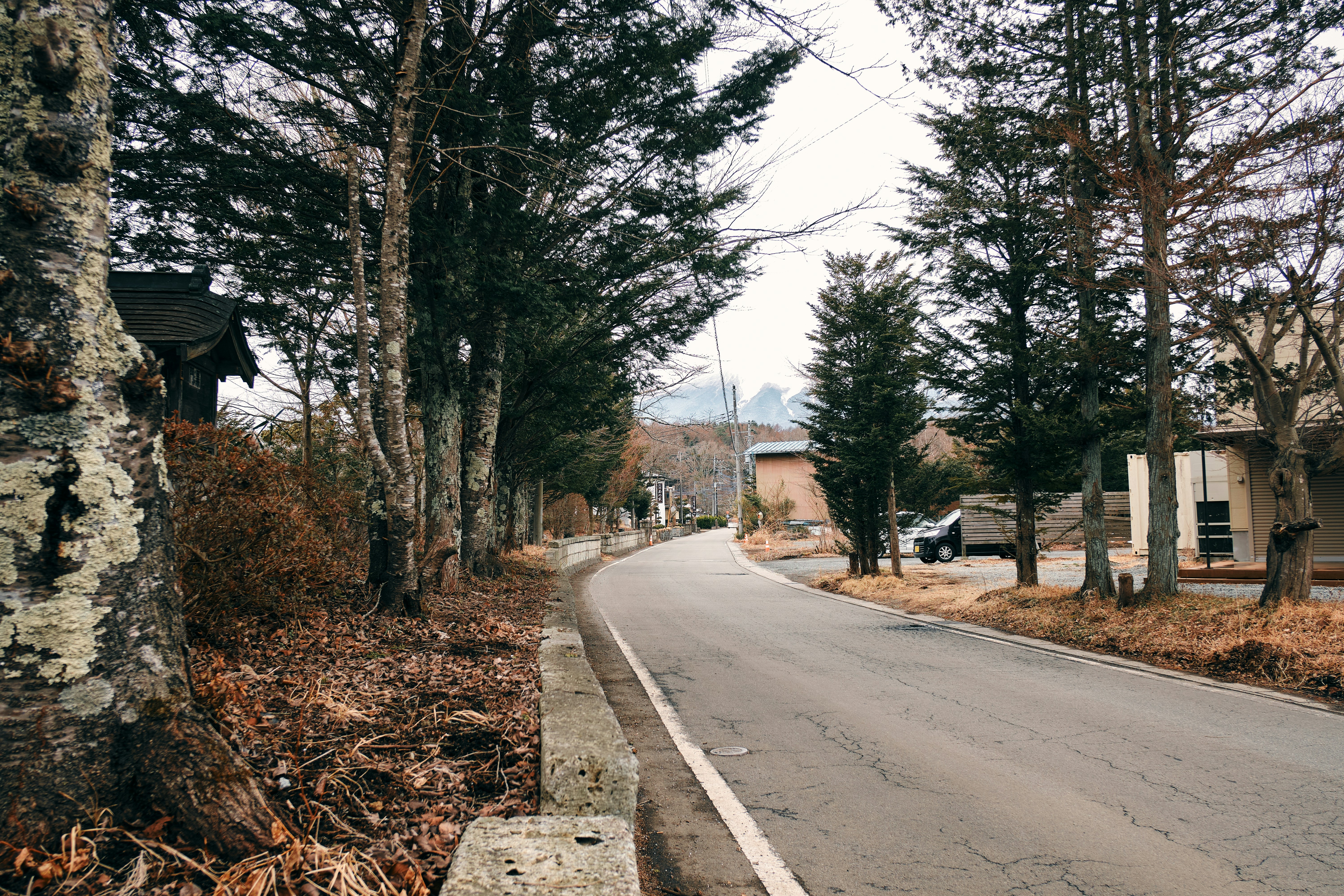 A winding road lined with trees and houses