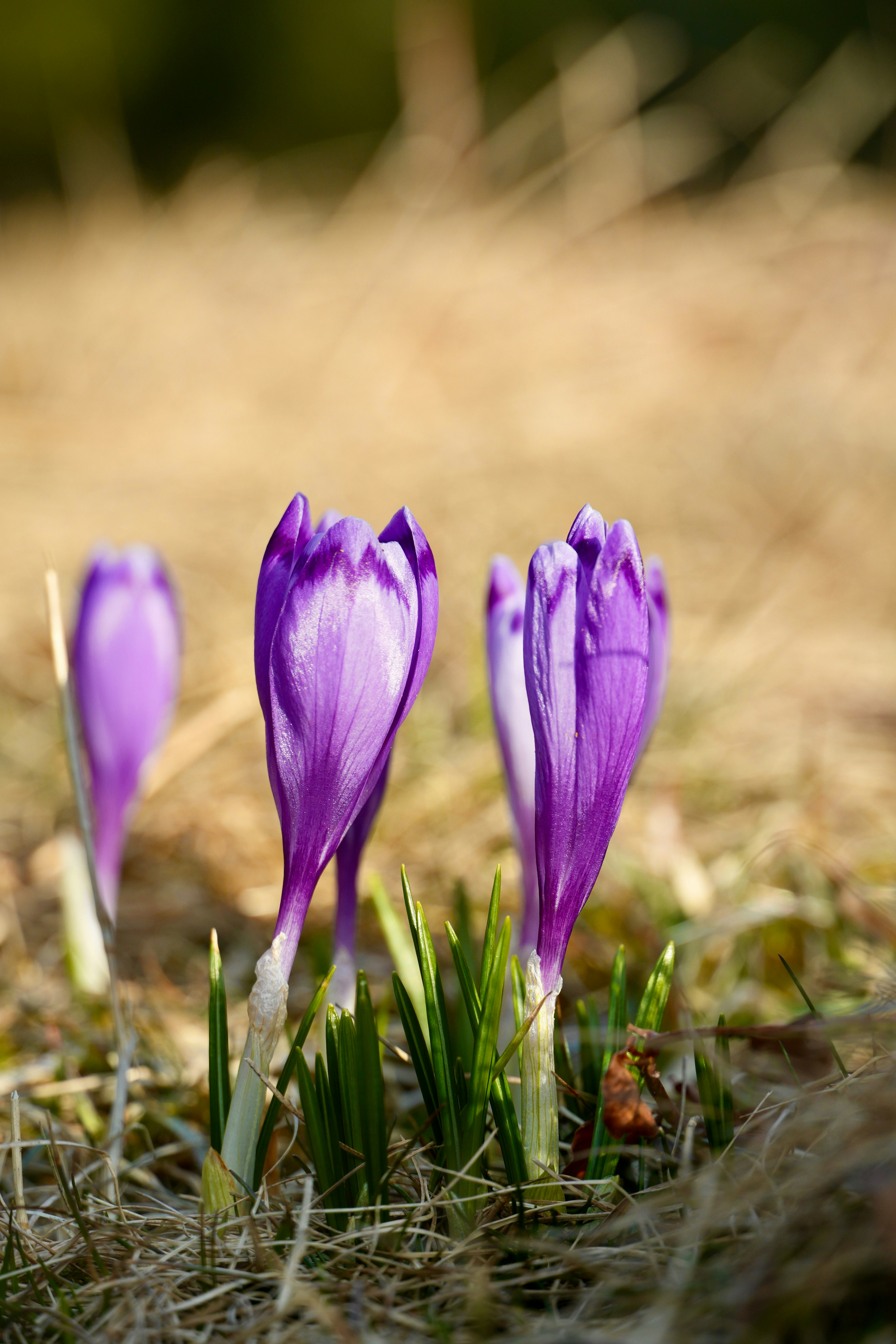 Photo by vladutremus