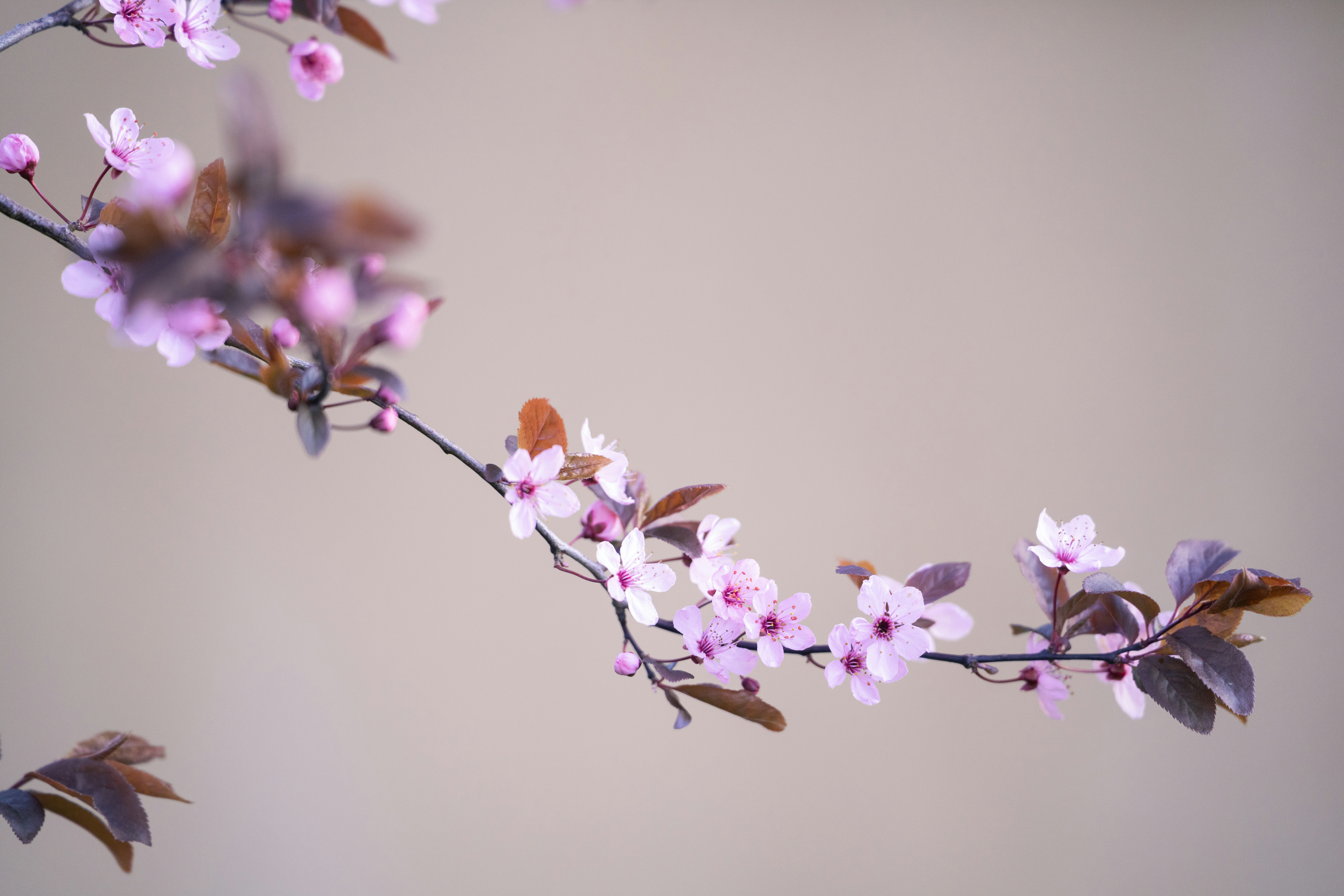 Ein zarter Ast mit rosa Blüten und braunen Blättern.