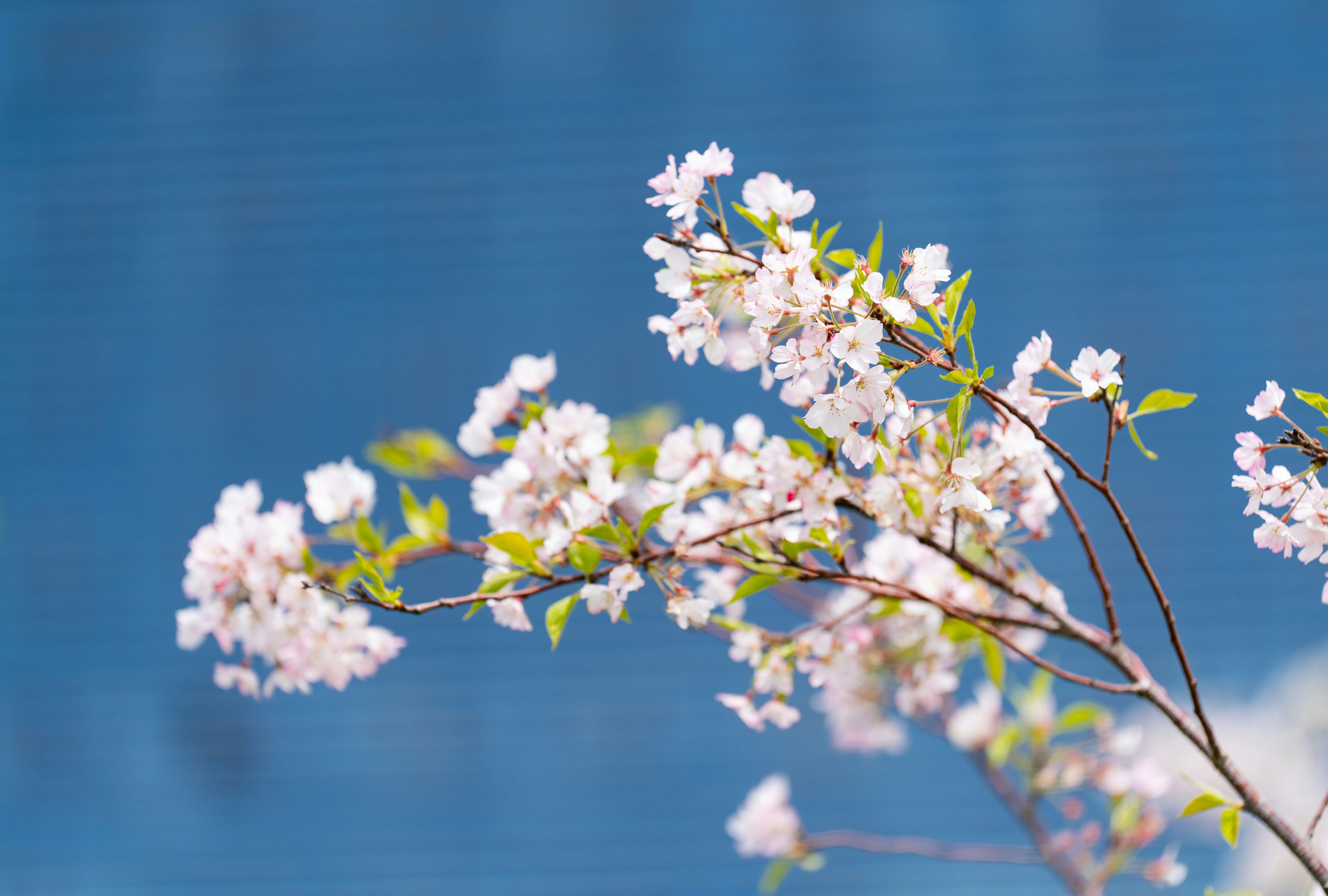 青空に繊細な桜が咲き誇ります。の写真 – Unsplashの花の無料画像