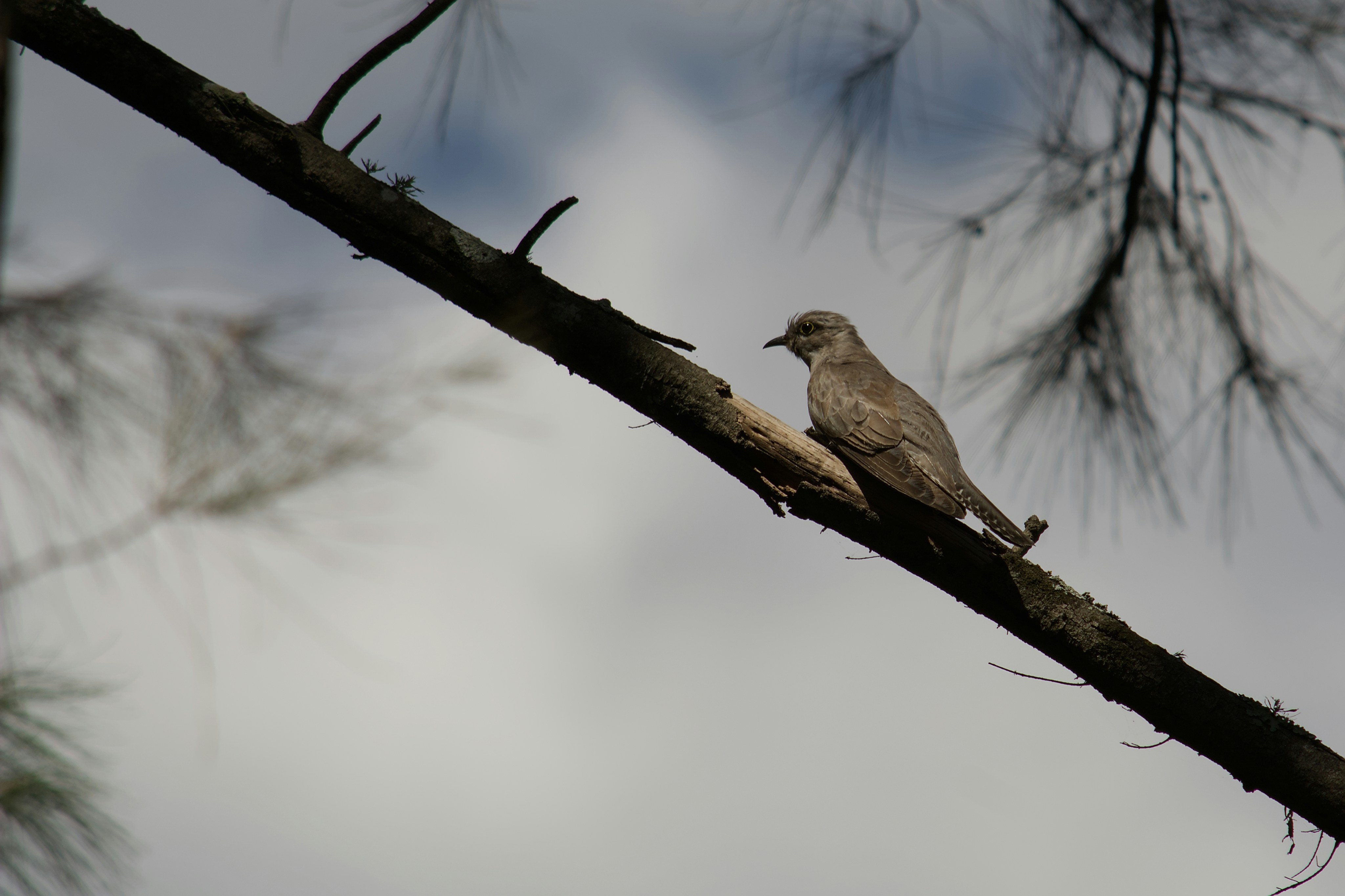 A small bird perched on a tree branch