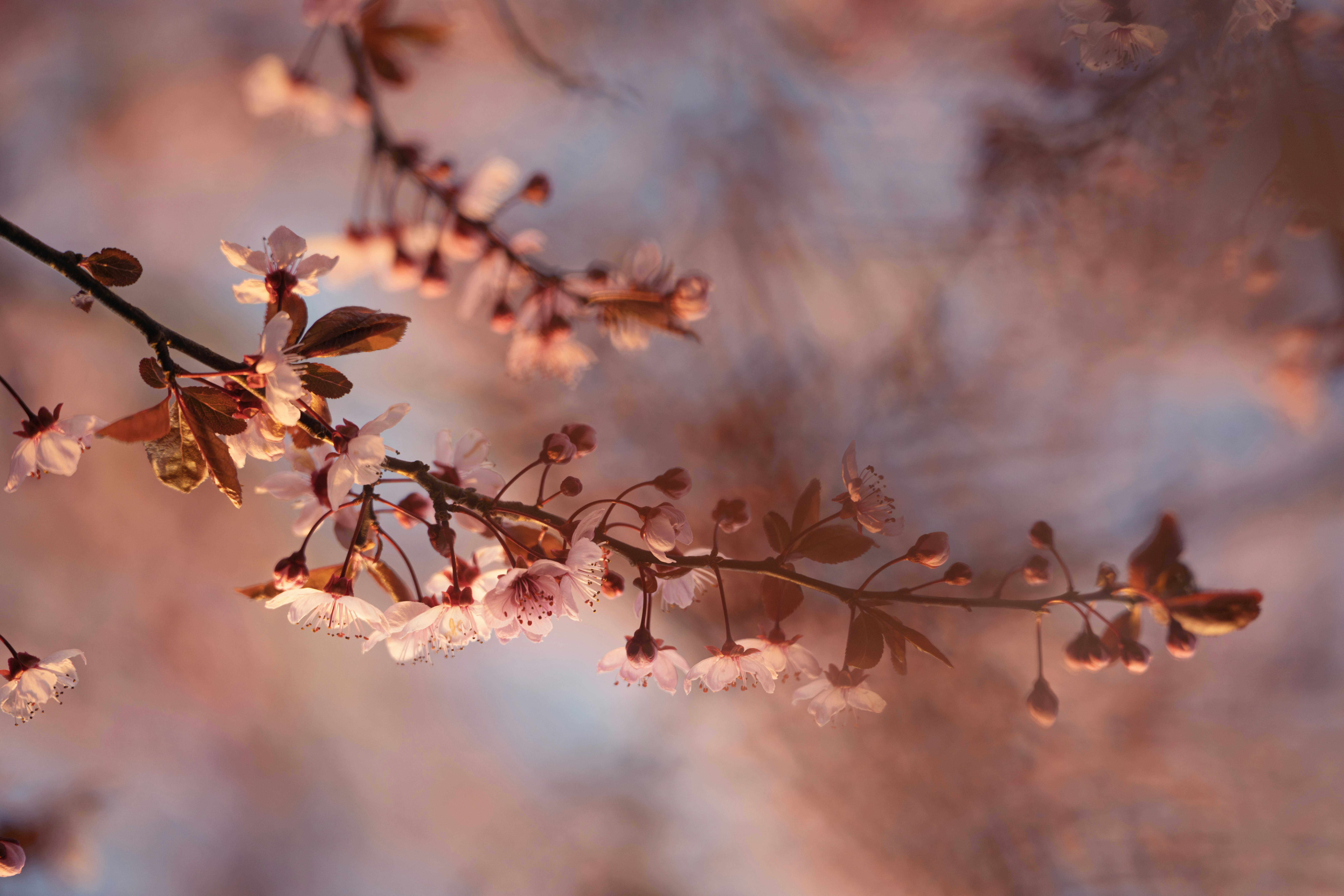 Zarte rosa Blüten an einem Ast bei Sonnenuntergang.