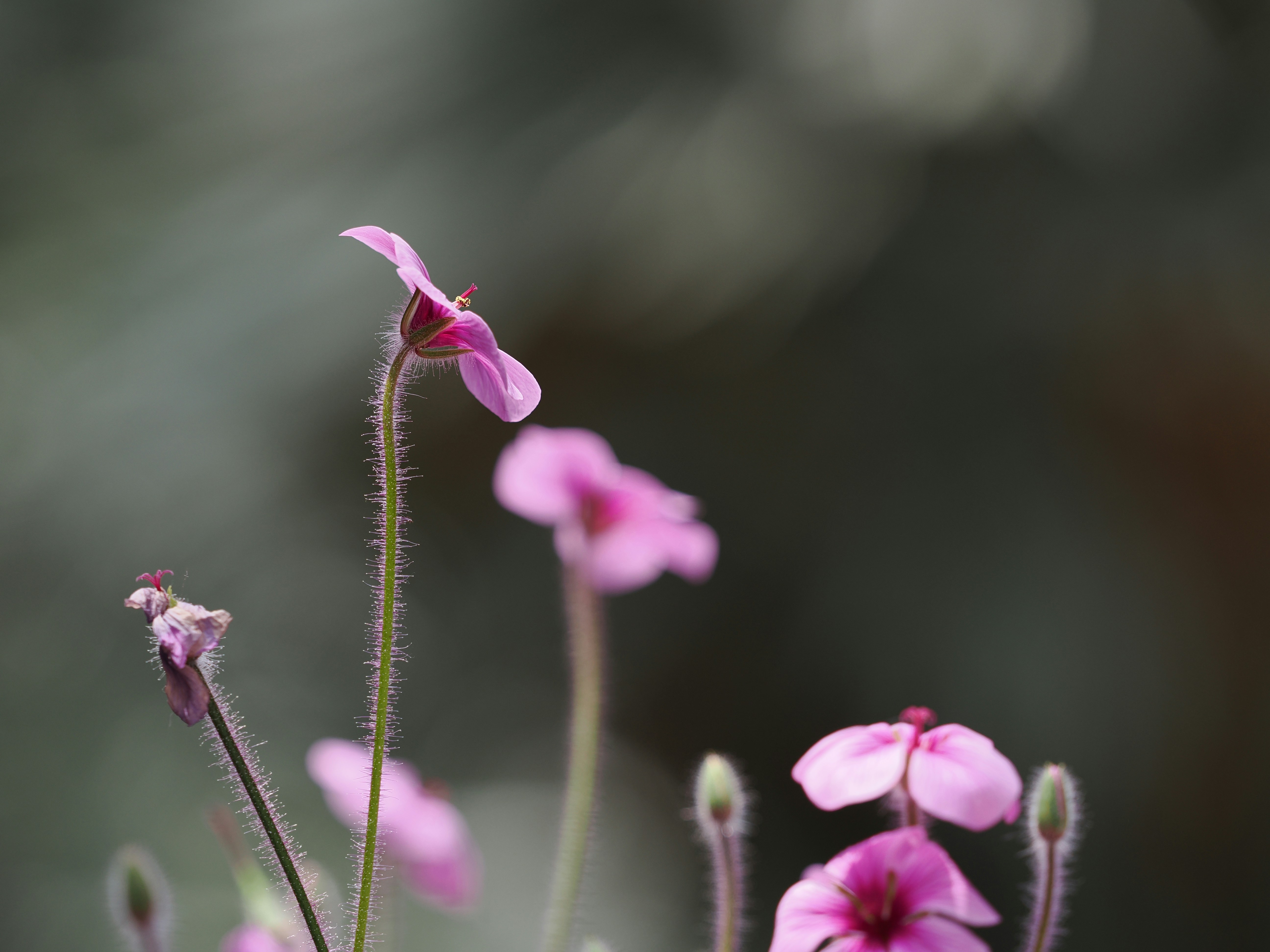 Delicadas flores rosas florecen sobre un fondo borroso