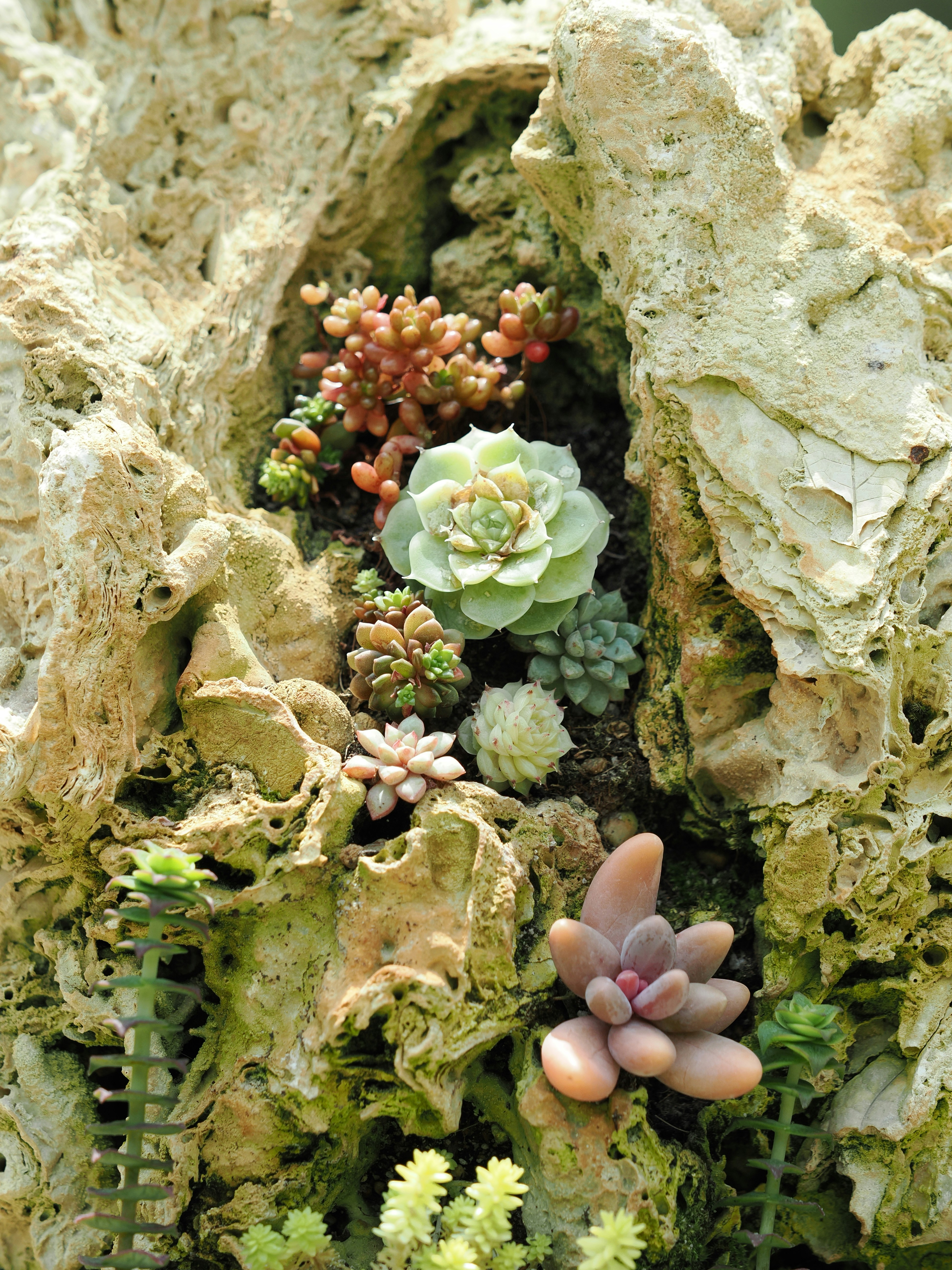 Succulents growing in a rock crevice.