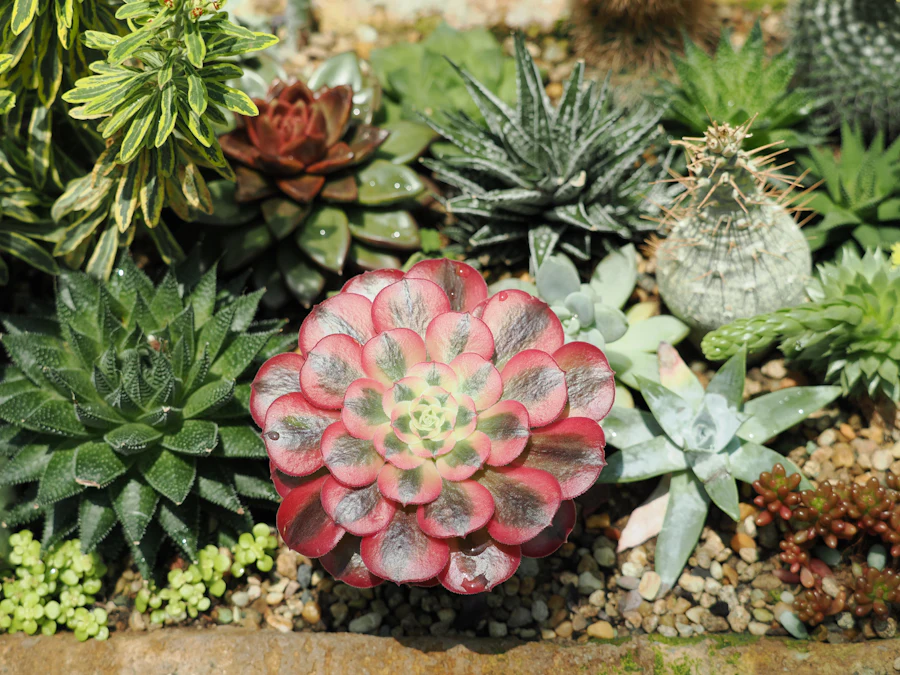 Mixed succulent varieties planted together