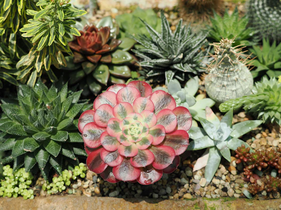Mixed succulent garden close-up with gravel