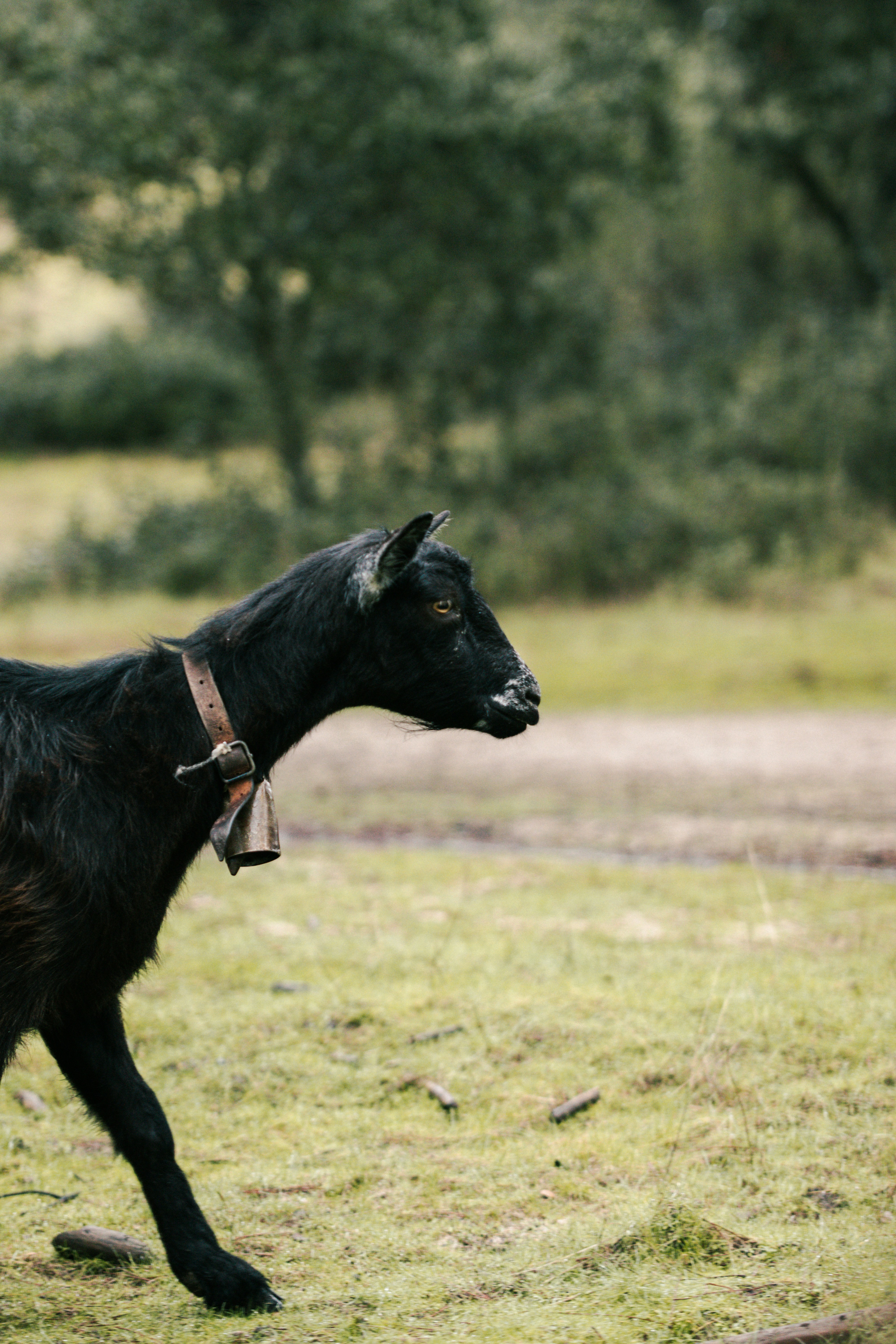 A black goat with a bell walks in a field.