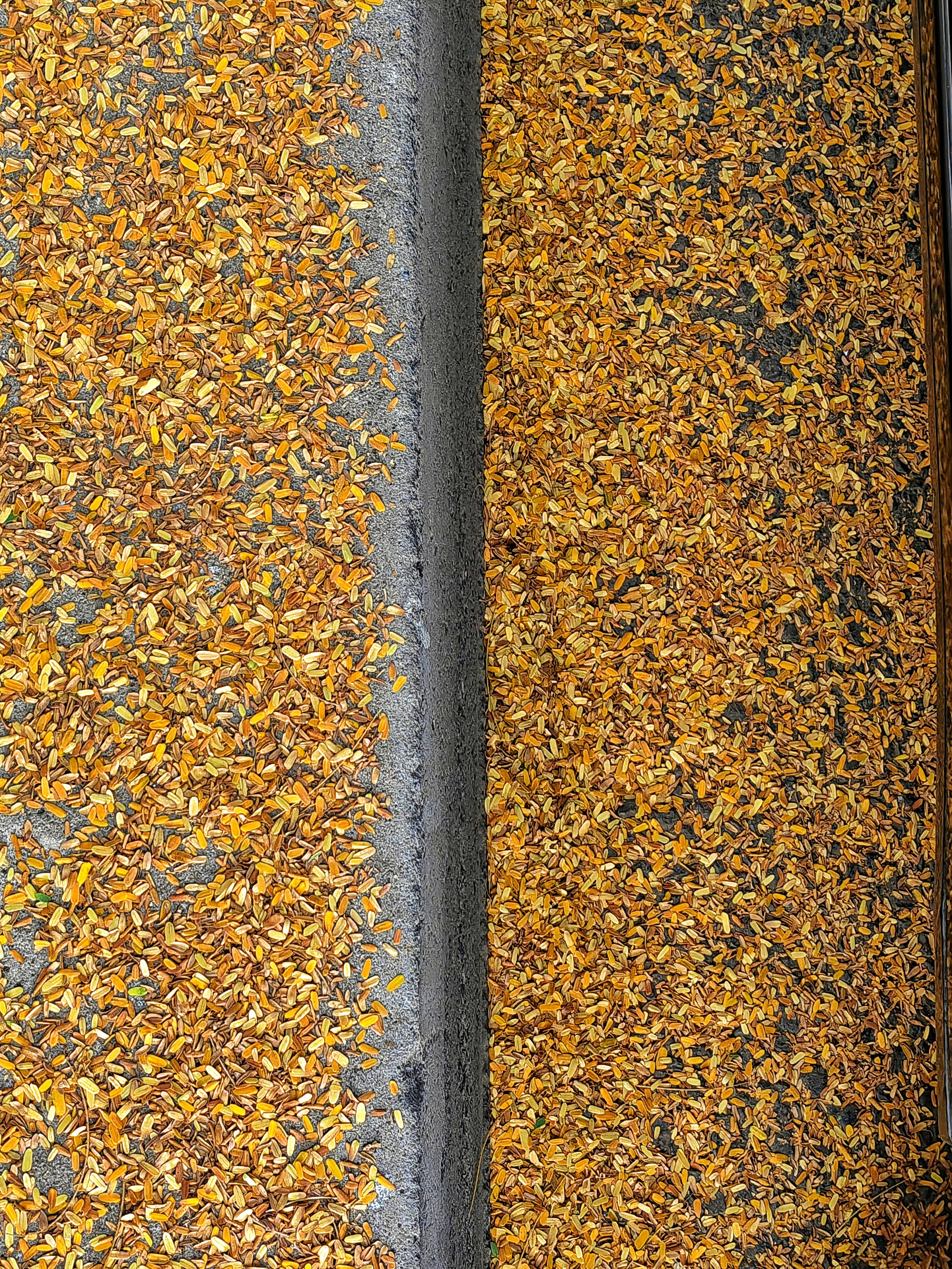 Fallen autumn leaves cover the ground