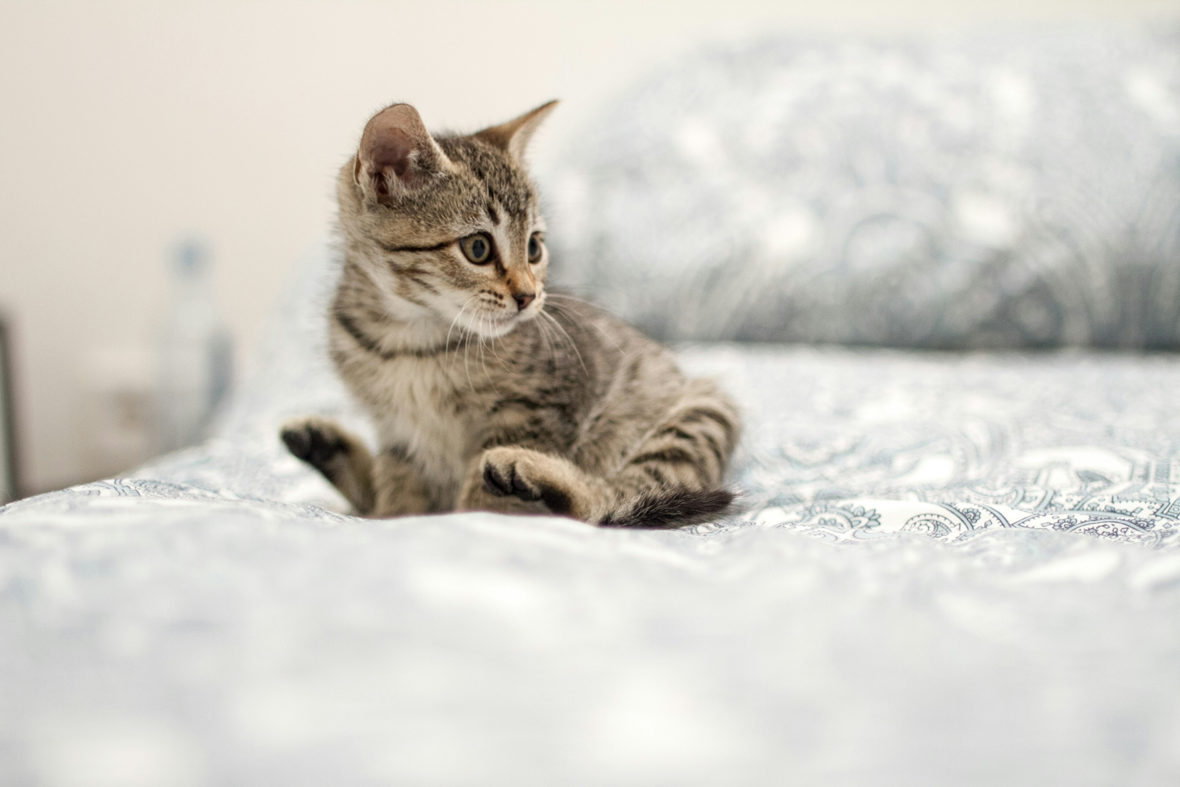 A tabby kitten sits on a patterned bed.