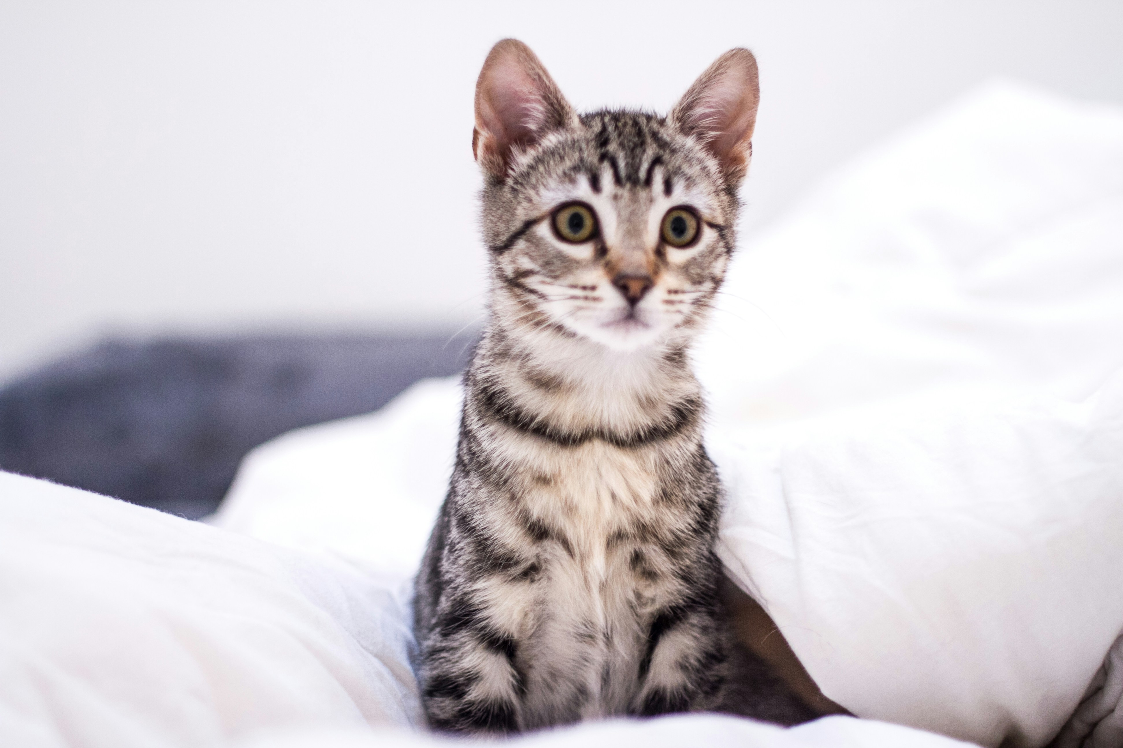 A tabby kitten sitting on a white blanket