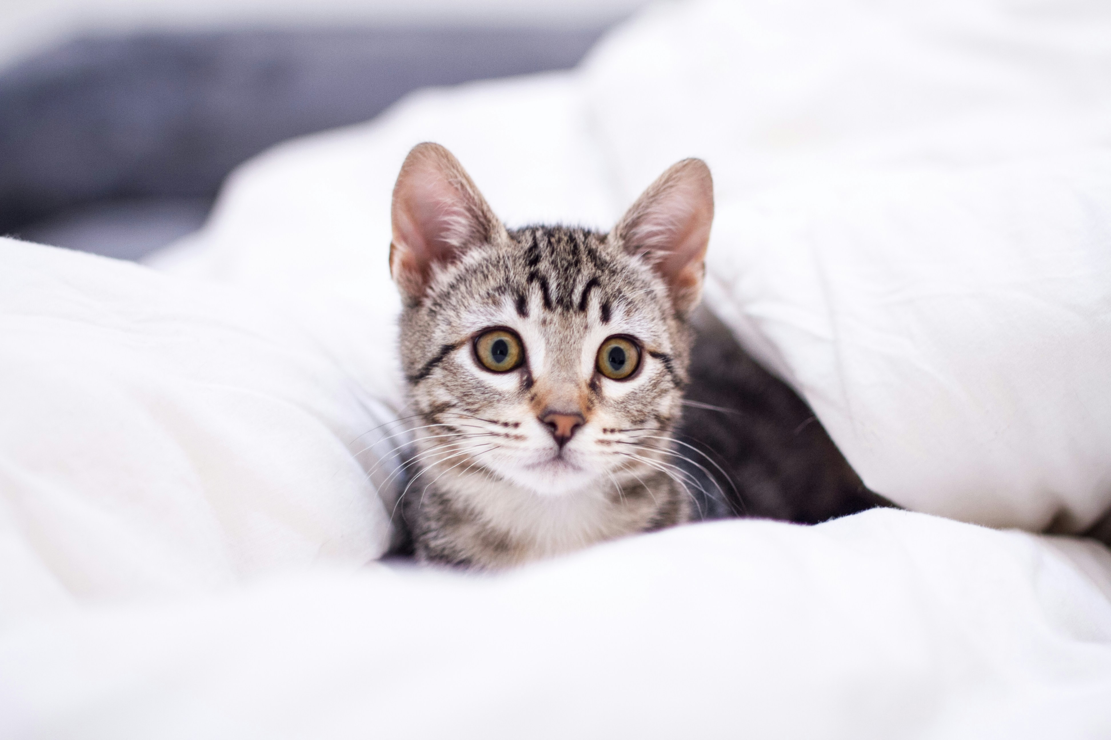 A curious tabby kitten peeking from white blankets