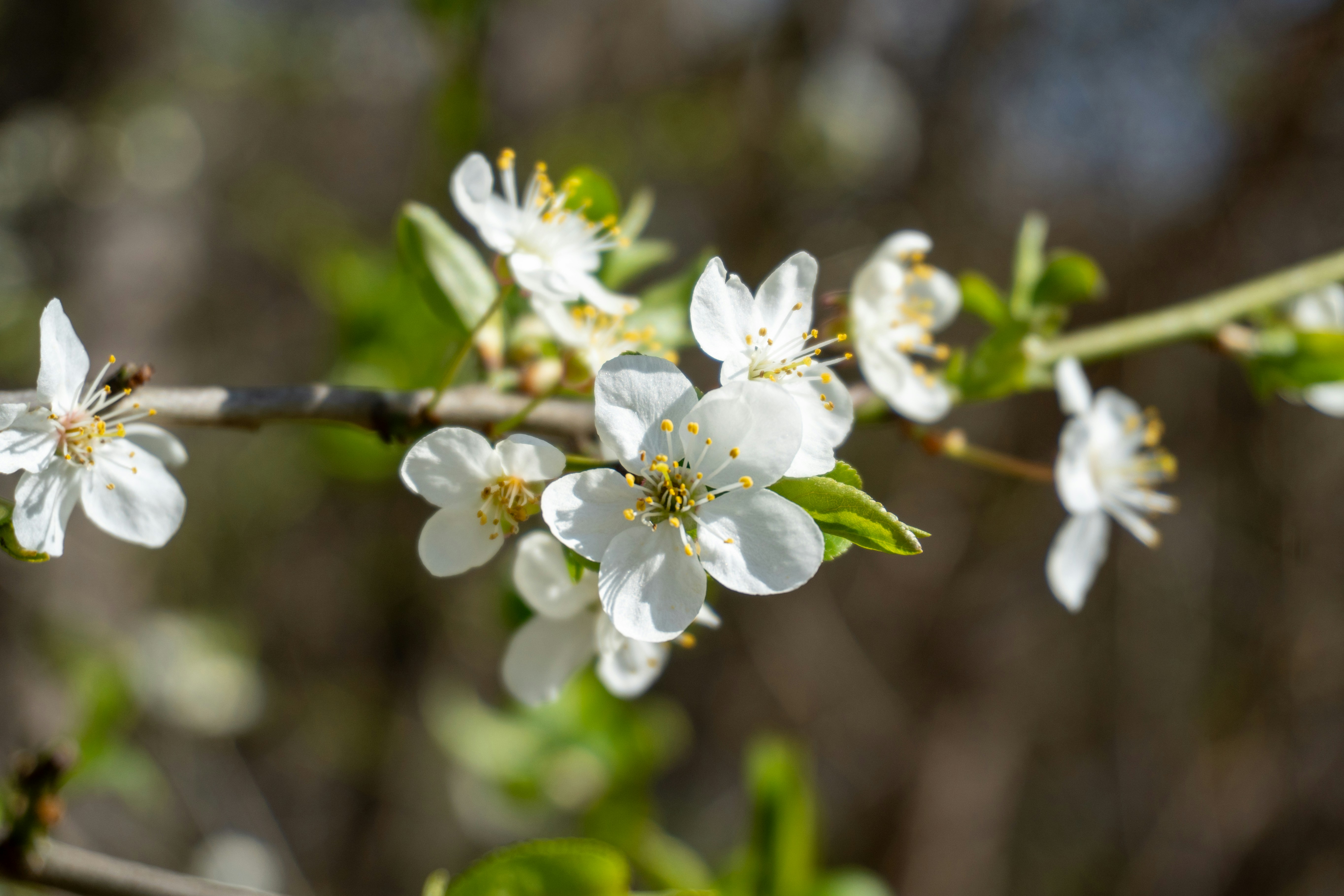 Photo by aliona_zahrai