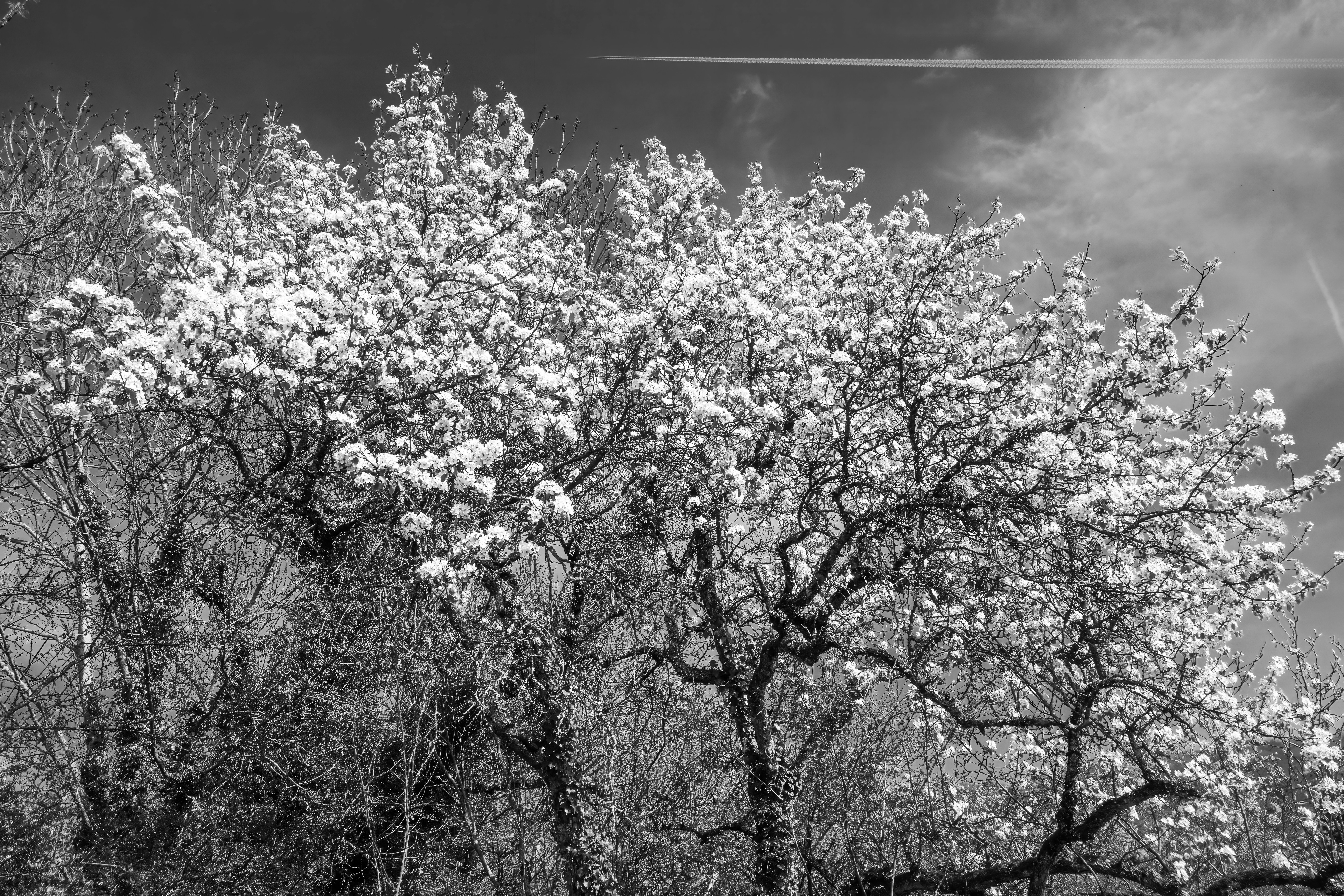 Árvores cobertas de neve sob um céu nublado