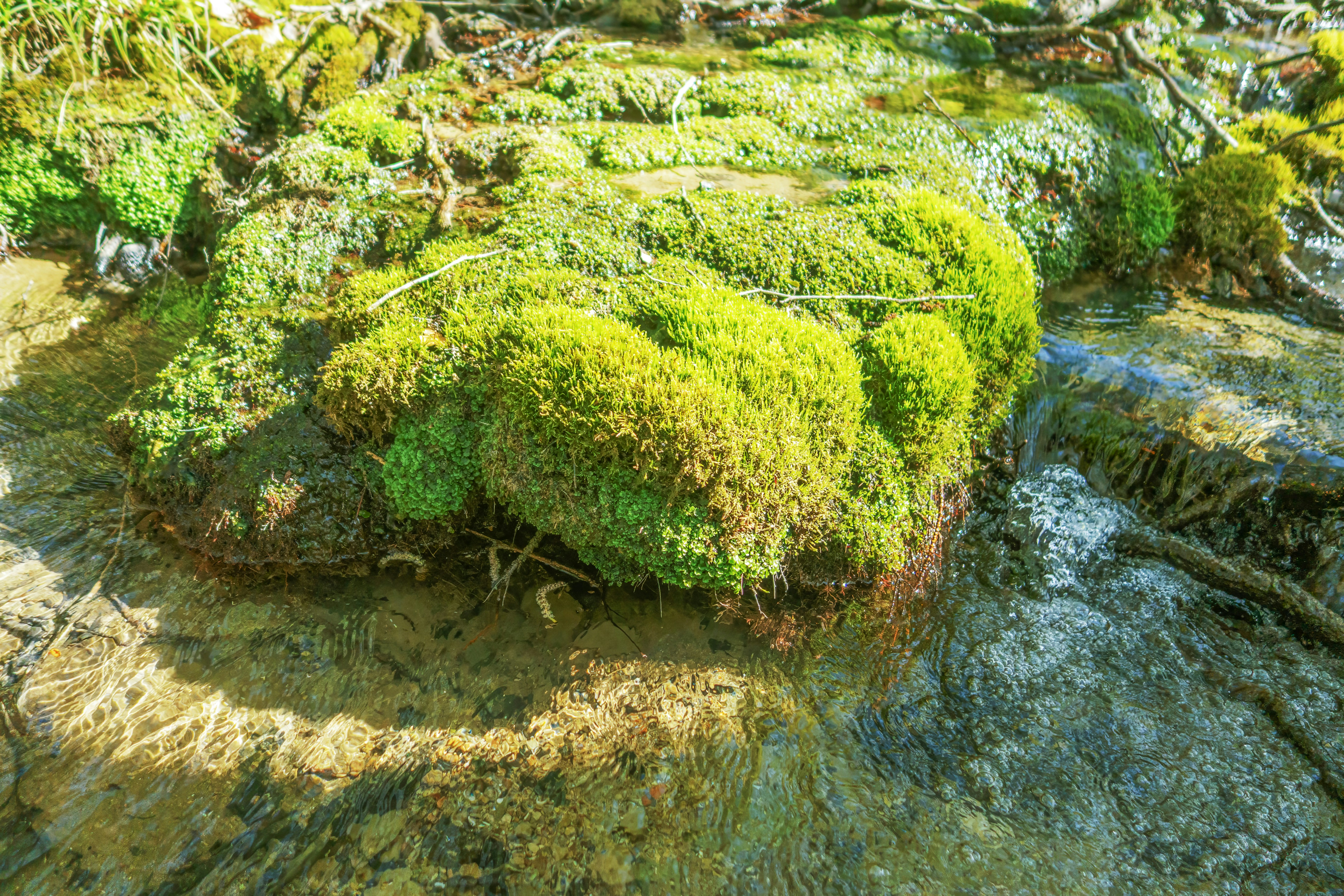 Musgo verde e exuberante crescendo em uma superfície rochosa.
