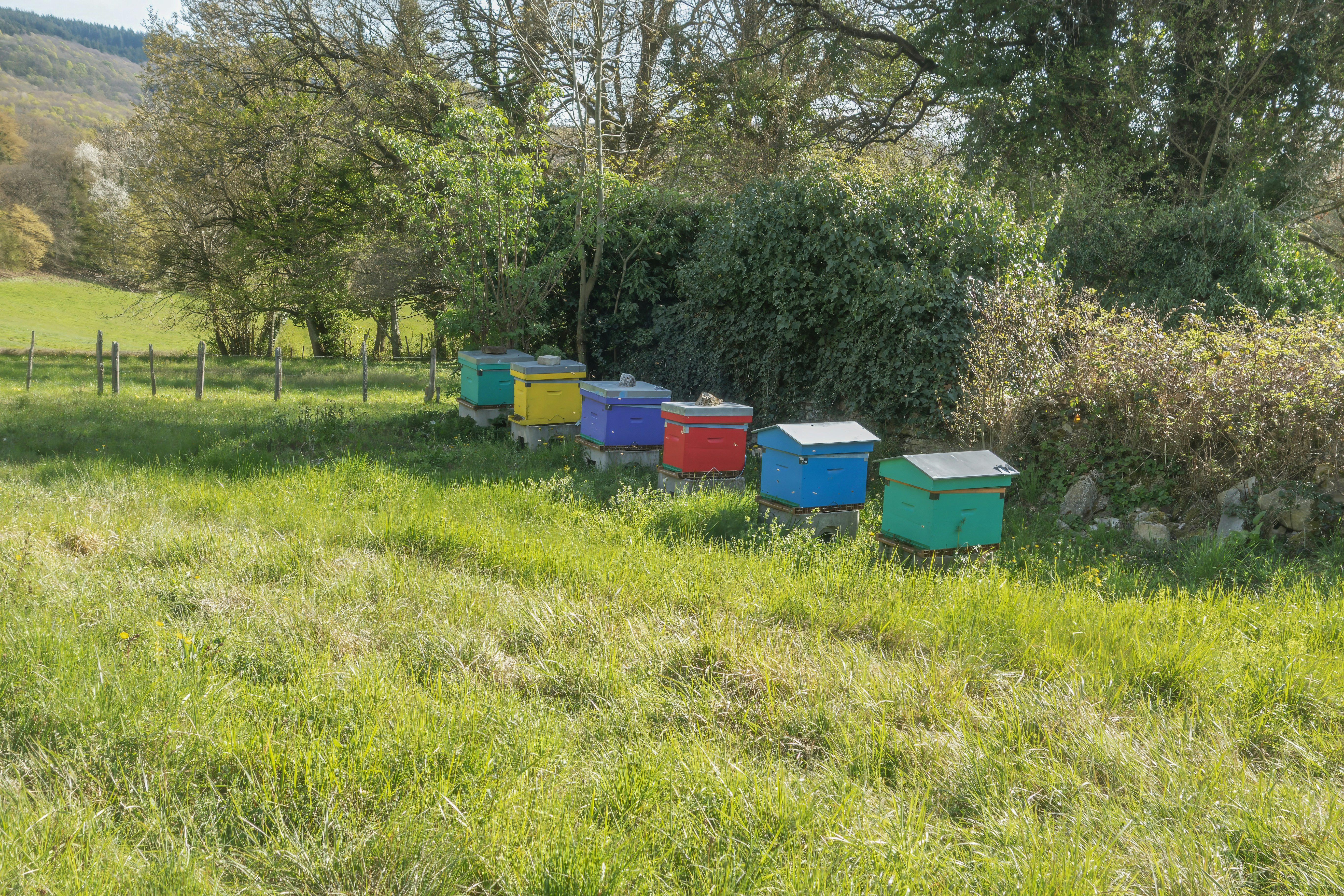 Des ruches colorées alignées dans un champ herbeux.