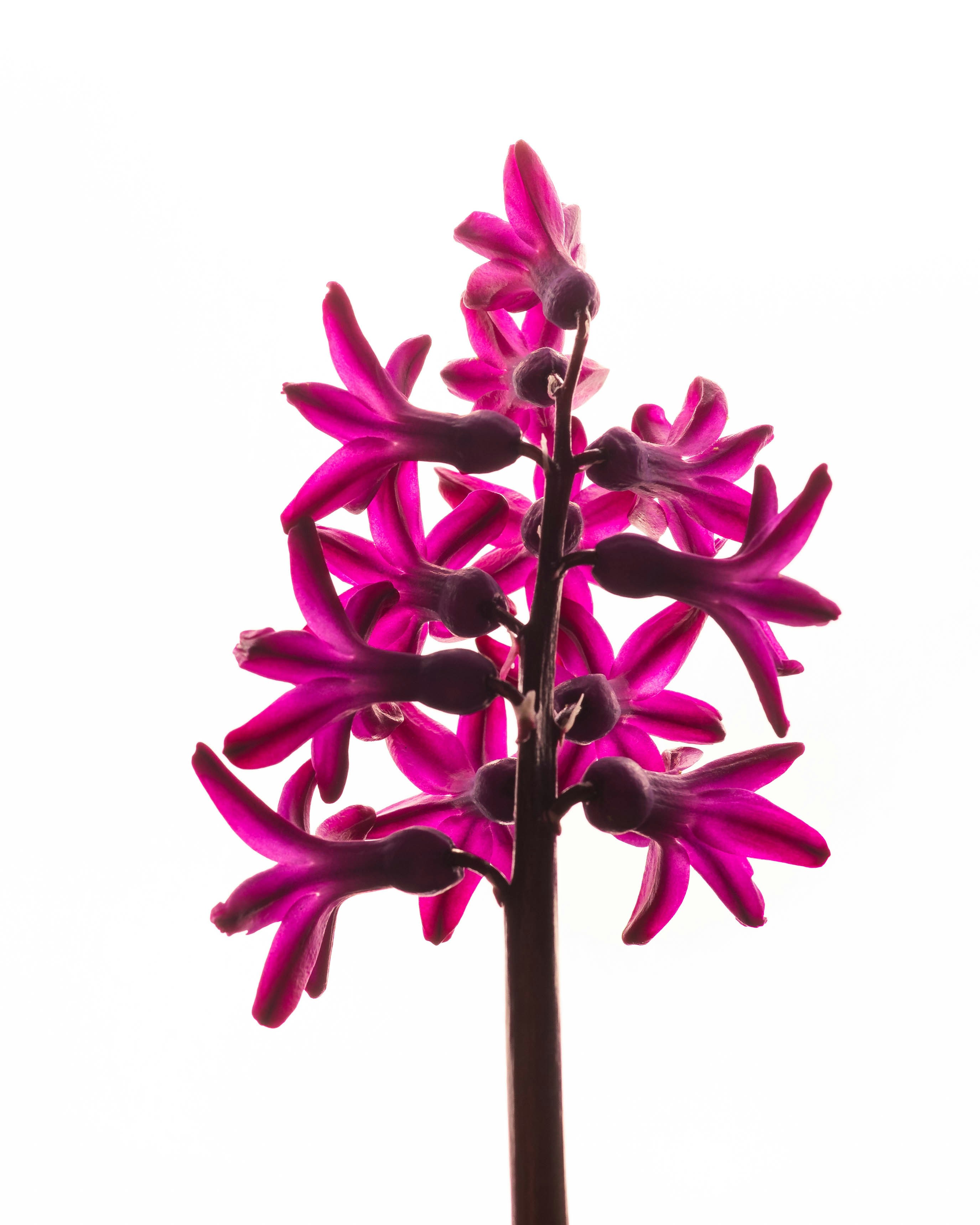 鮮やかなピンクのヒヤシンスの花のクローズアップ。