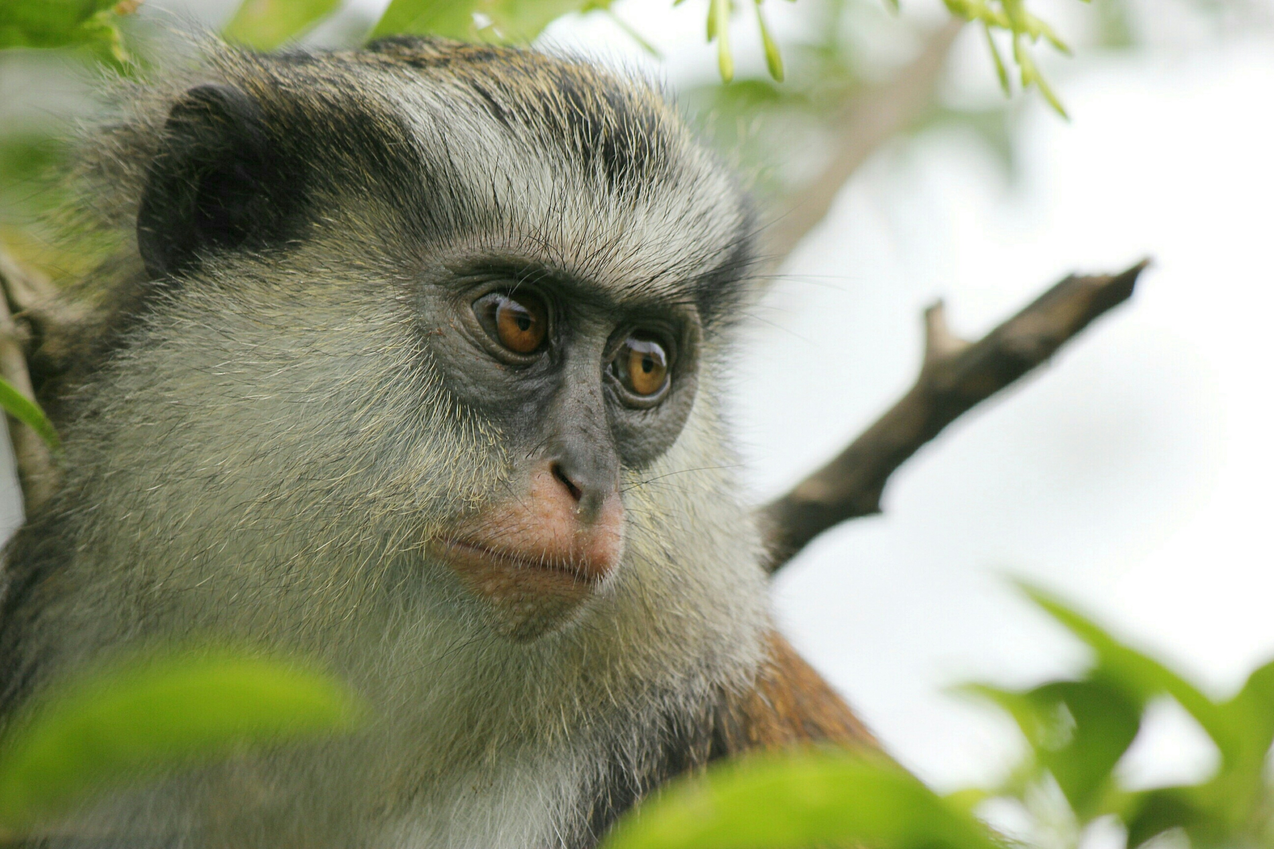Um macaco de pelo cinza e branco está sentado nas árvores.