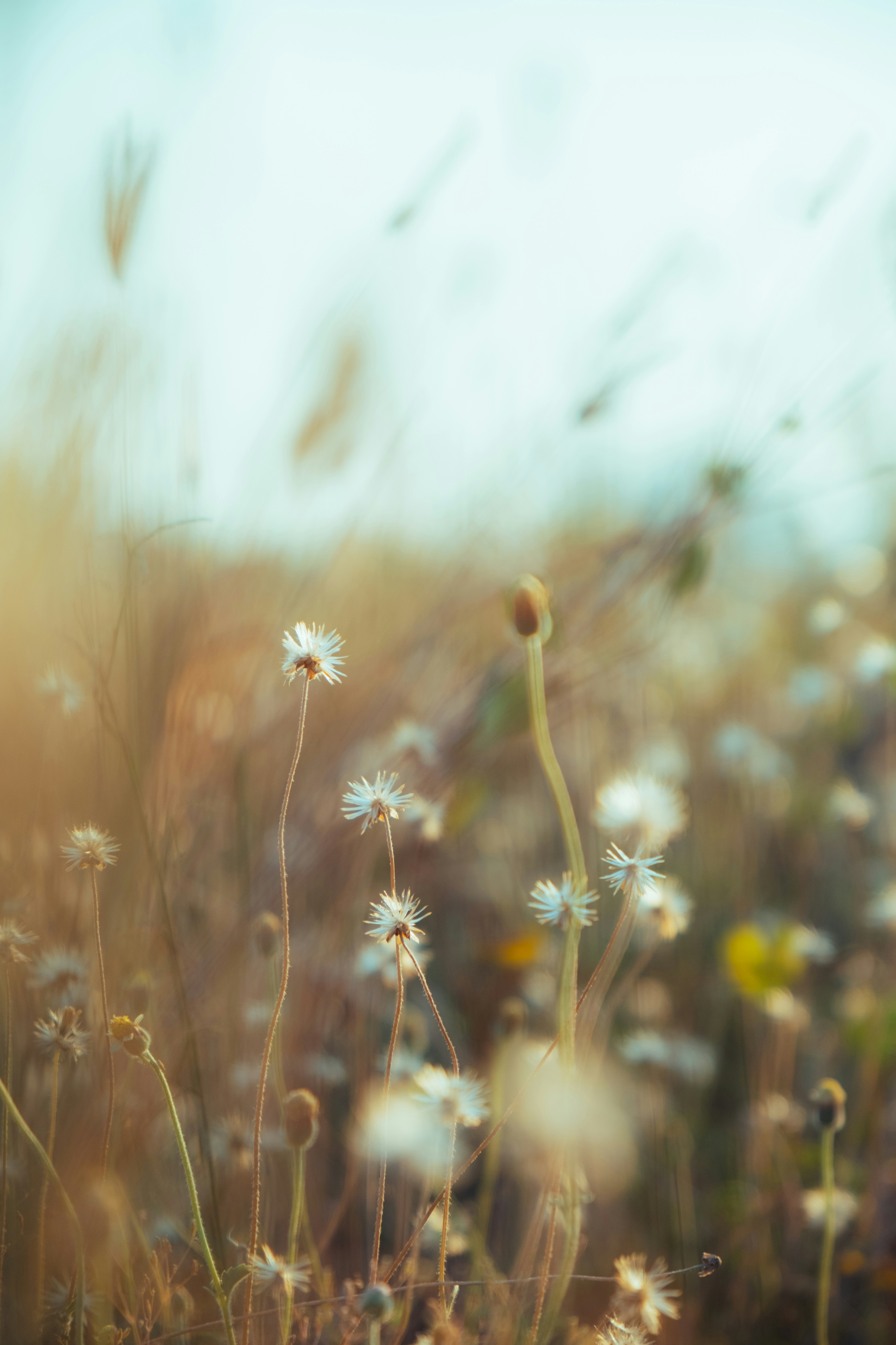 Delicate white wildflowers bloom in a dry, grassy field.