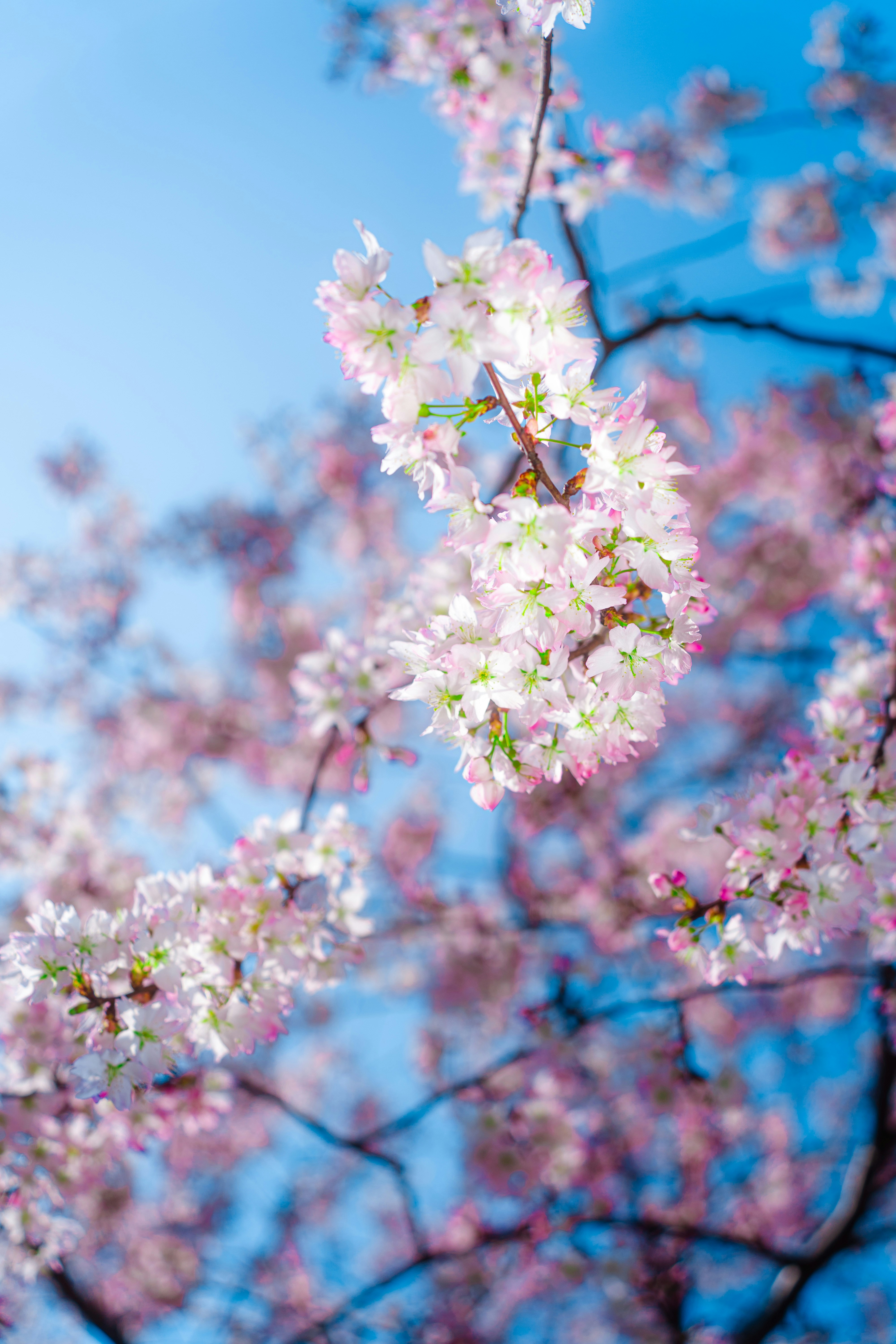 Photo by xiexianghua