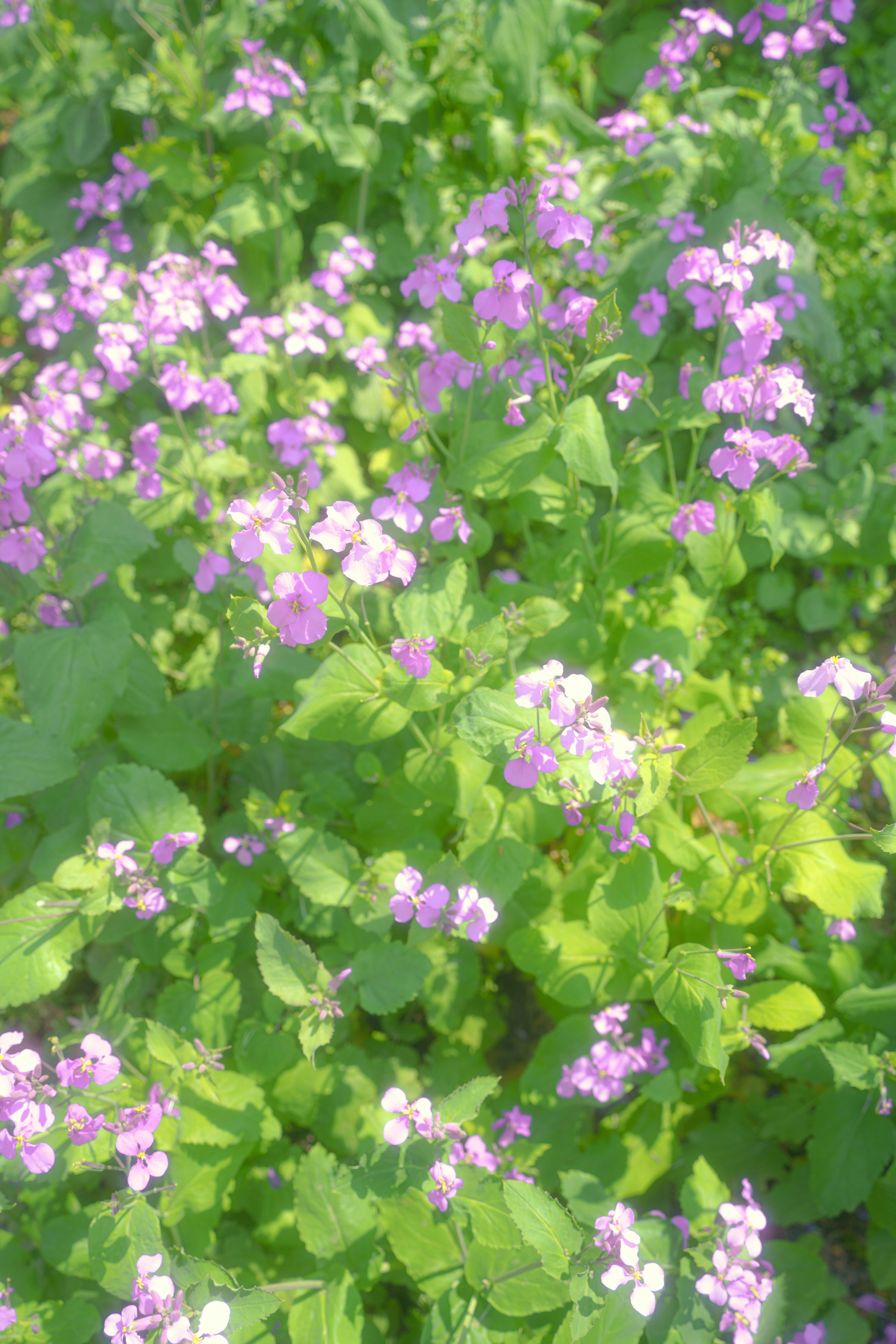 Photo by xiexianghua