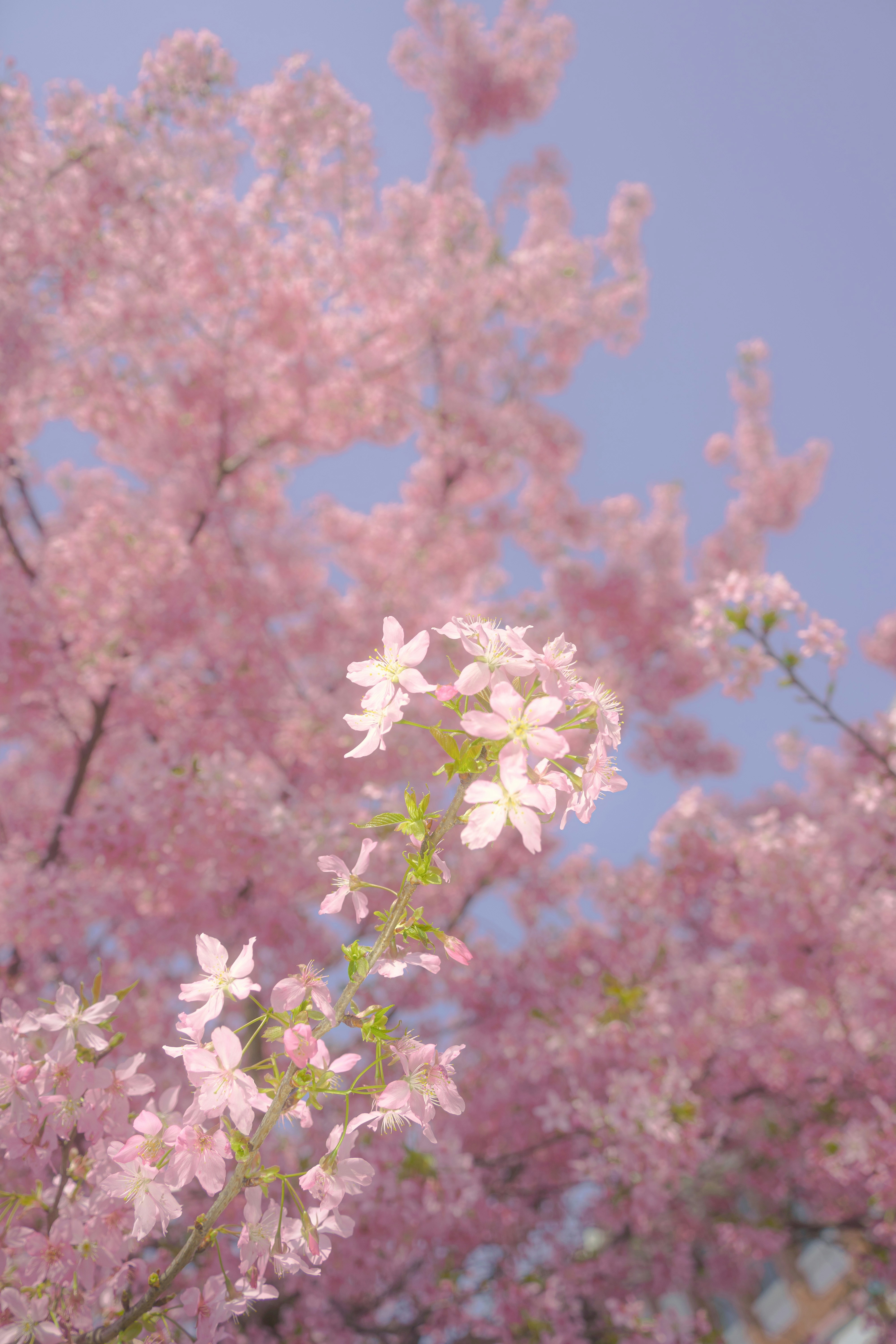 Photo by xiexianghua